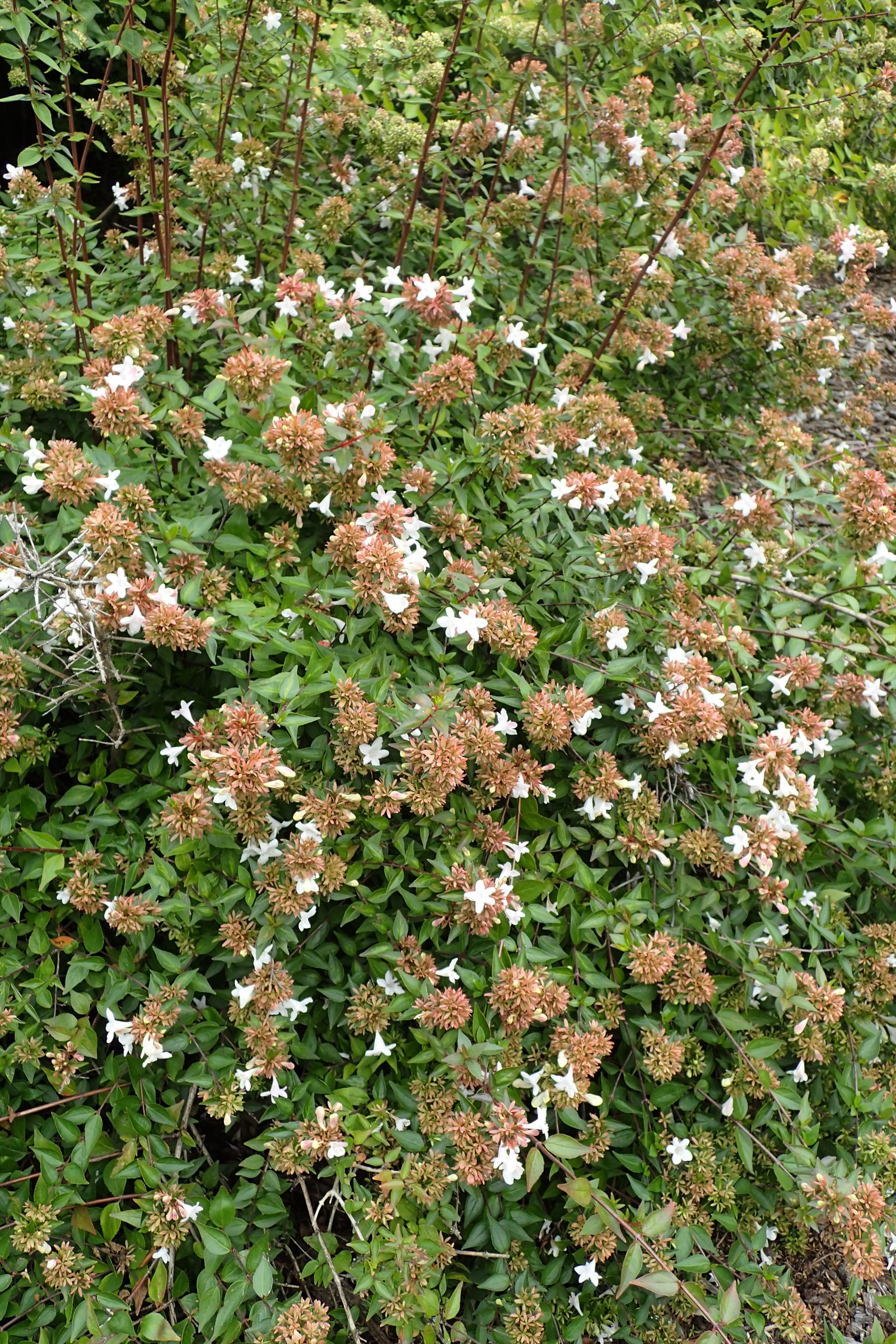 Abelia, Ed Goucher — whole plant