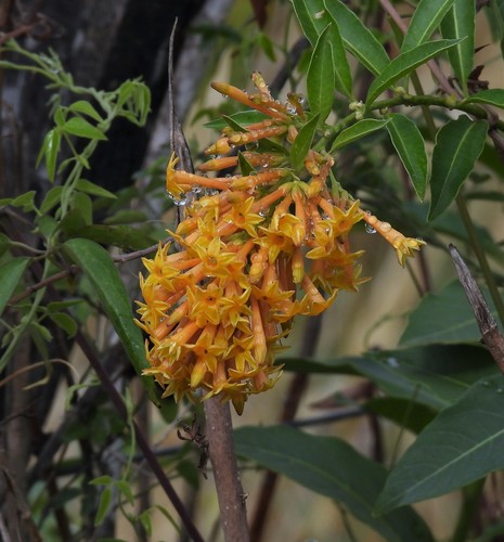 Cestrum — flowers or notable detail