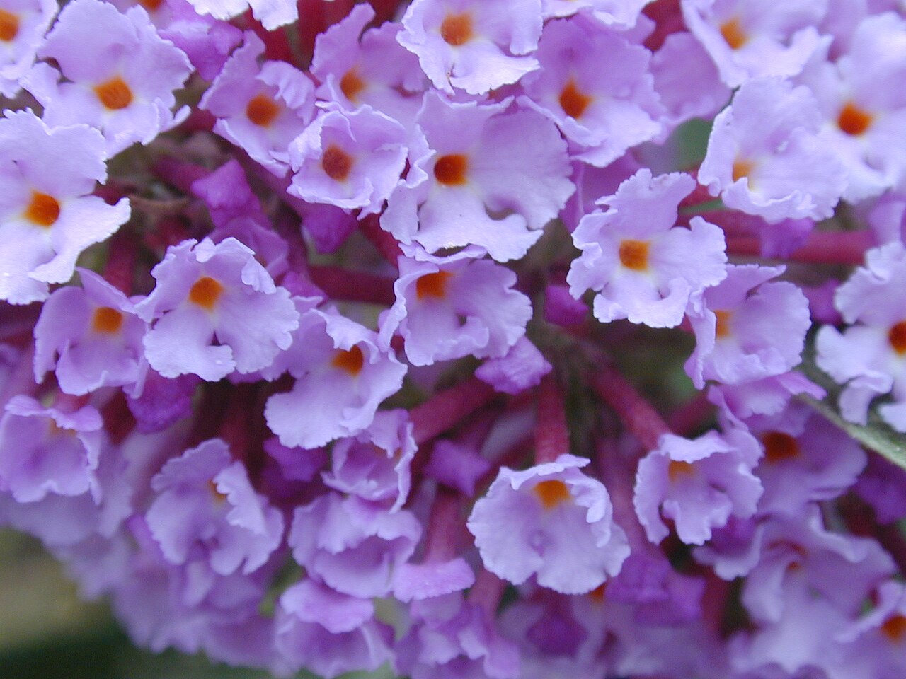 Butterfly Bush — whole plant