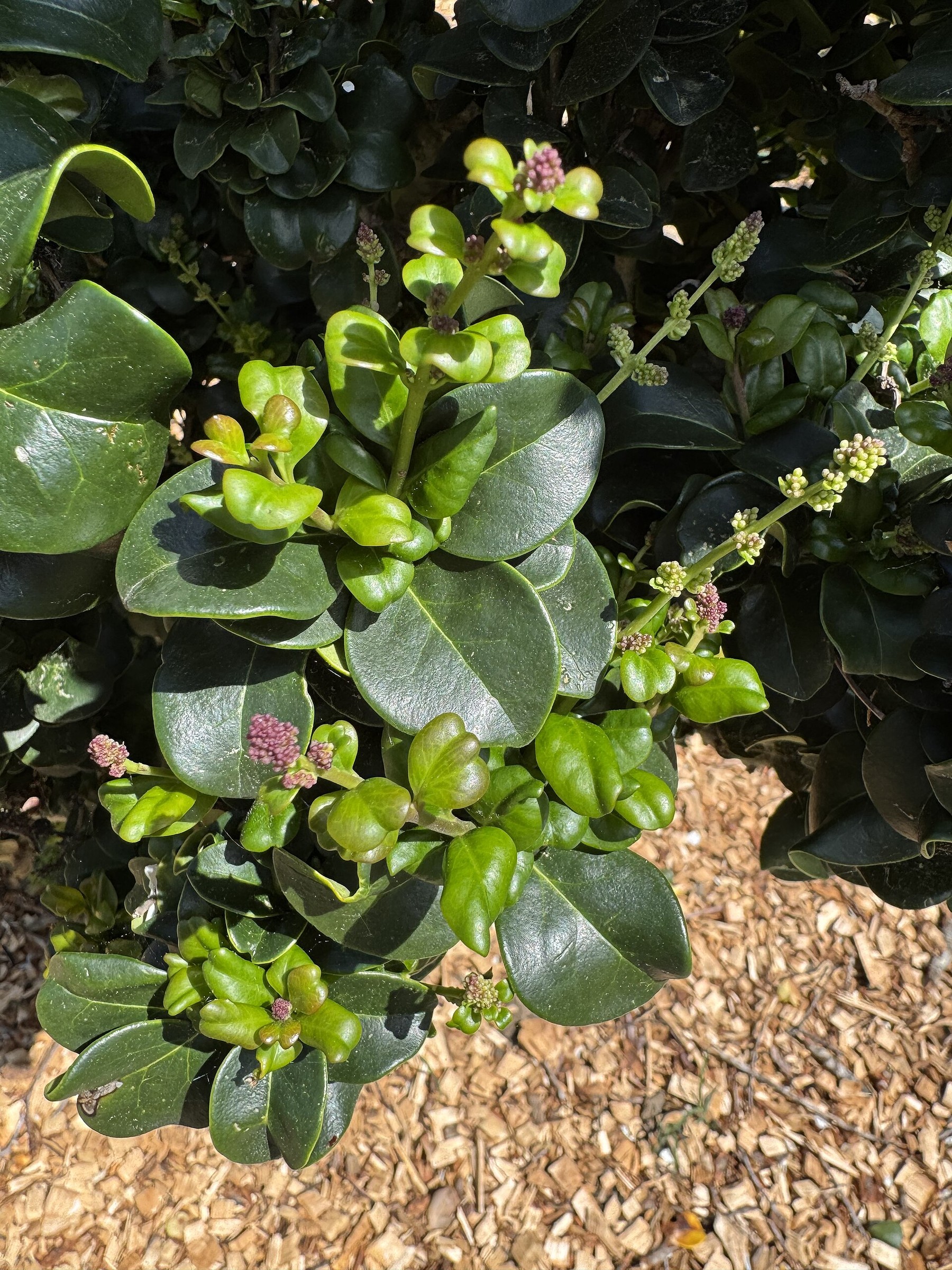 Ligustrum, Waxleaf — flowers or notable detail