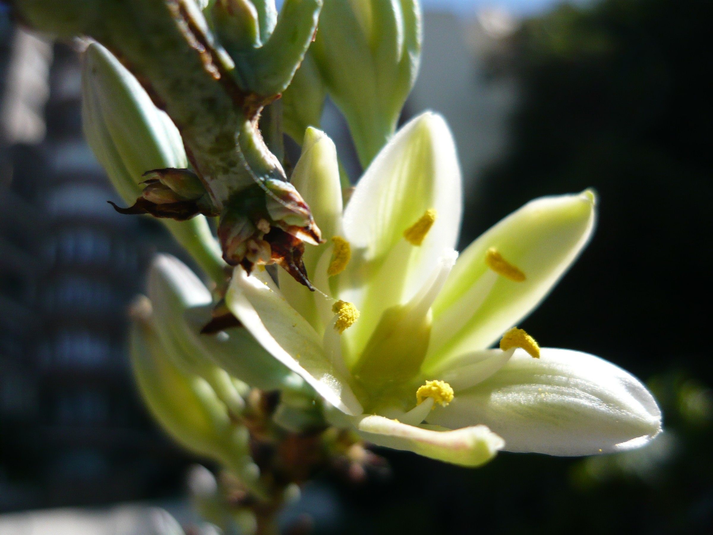 Yucca, Desert Dusk — whole plant