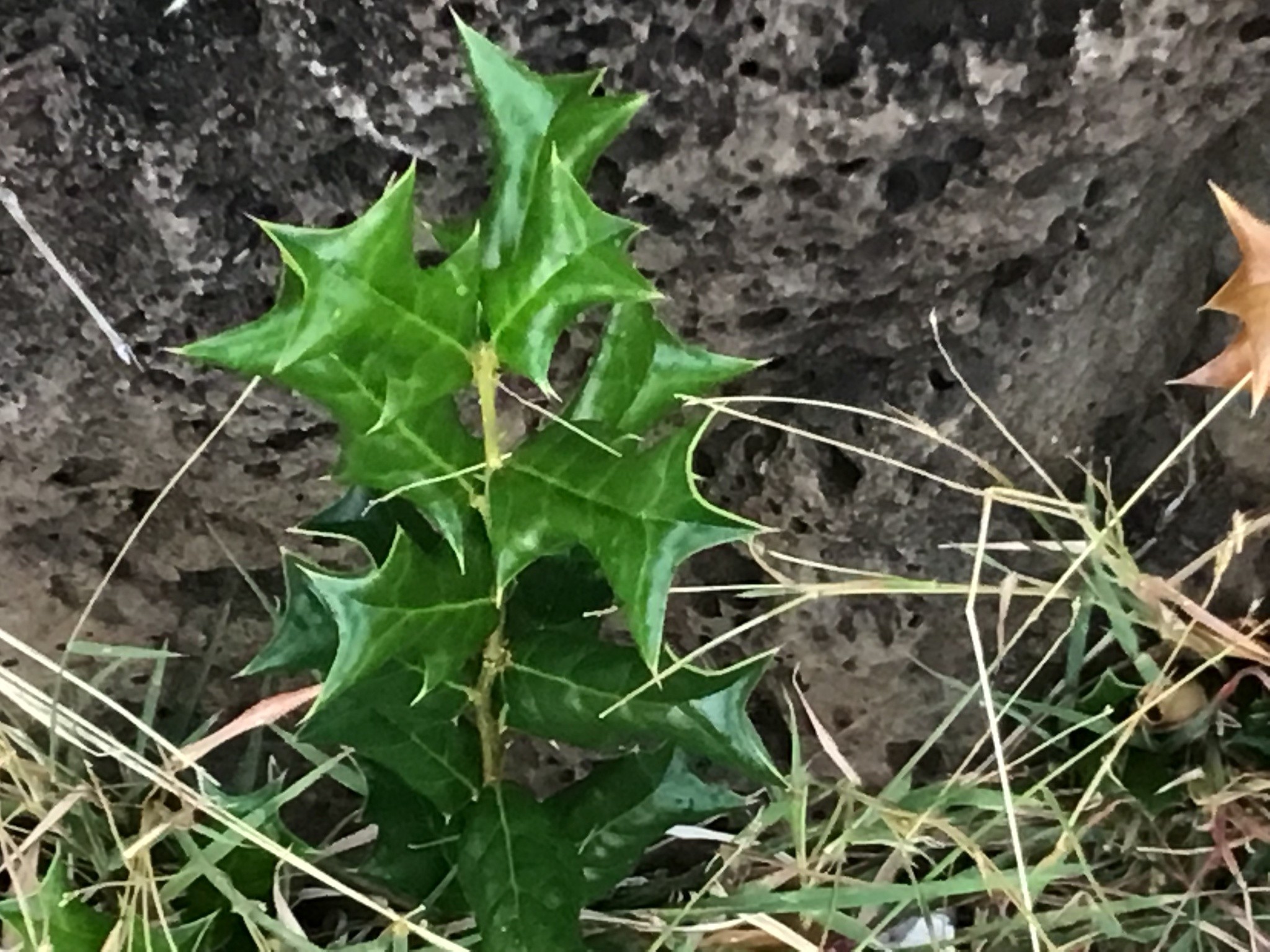 Holly, Carrisa — whole plant