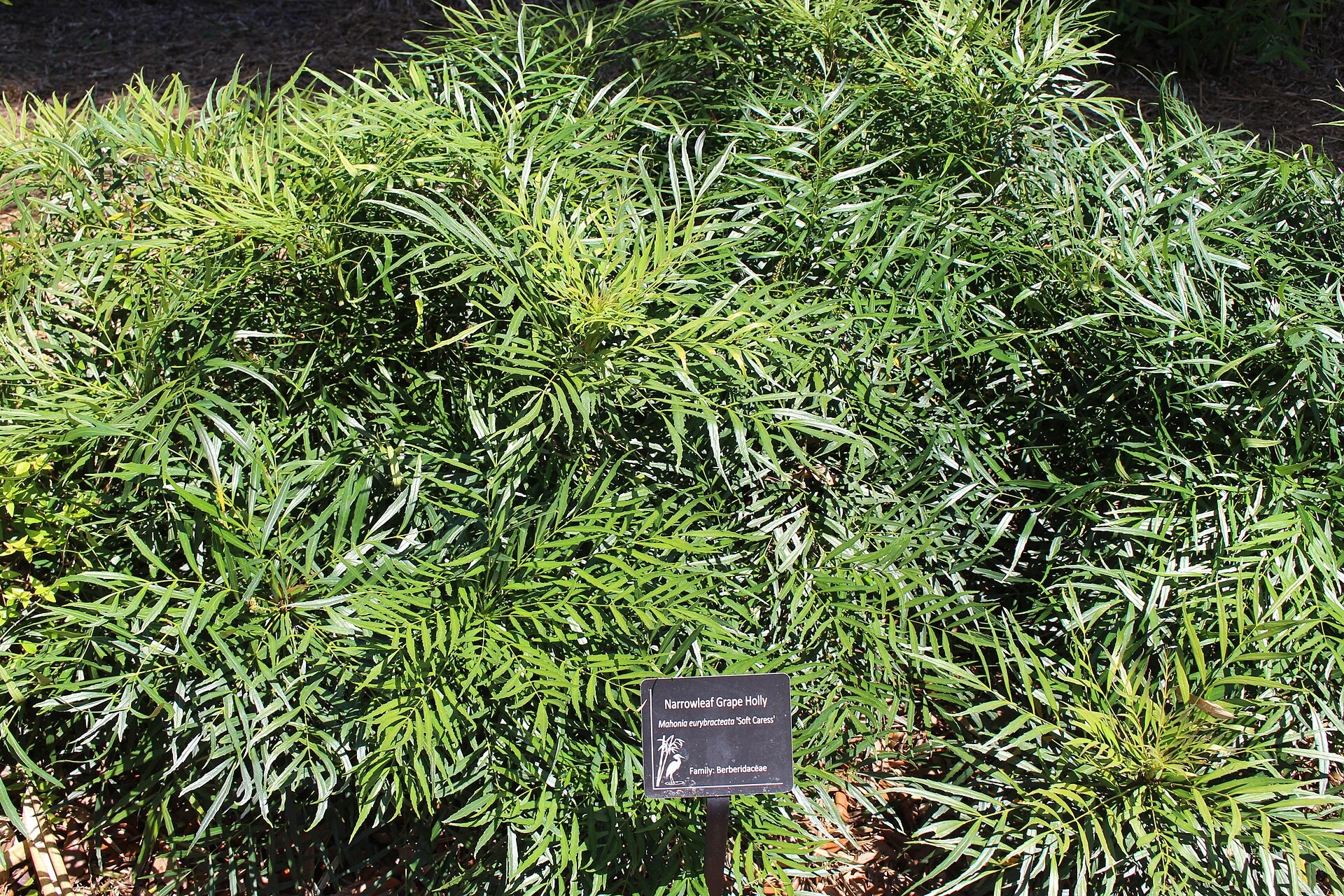 Mahonia, Indigo Flair — whole plant