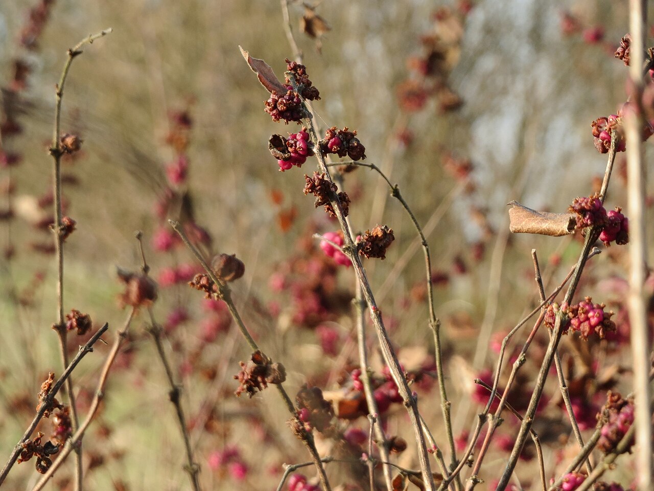 Coralberry — whole plant