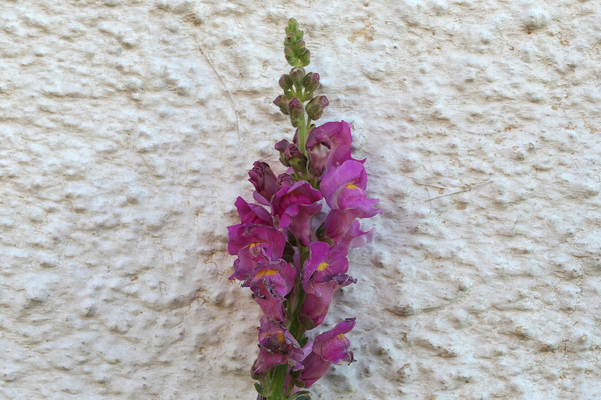Snapdragon, Sonnet — flowers or notable detail
