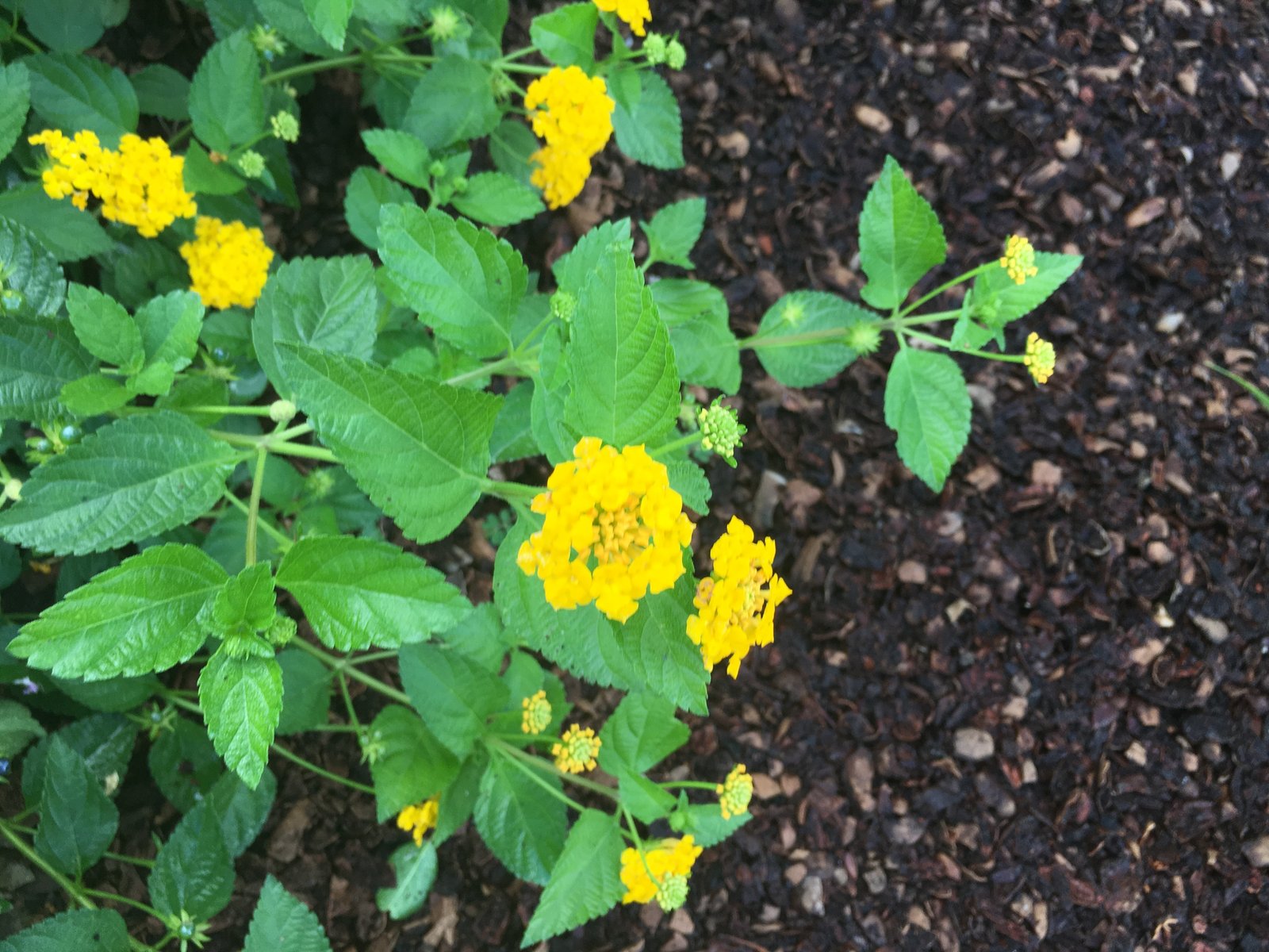 New Gold Lantana — flowers or notable detail