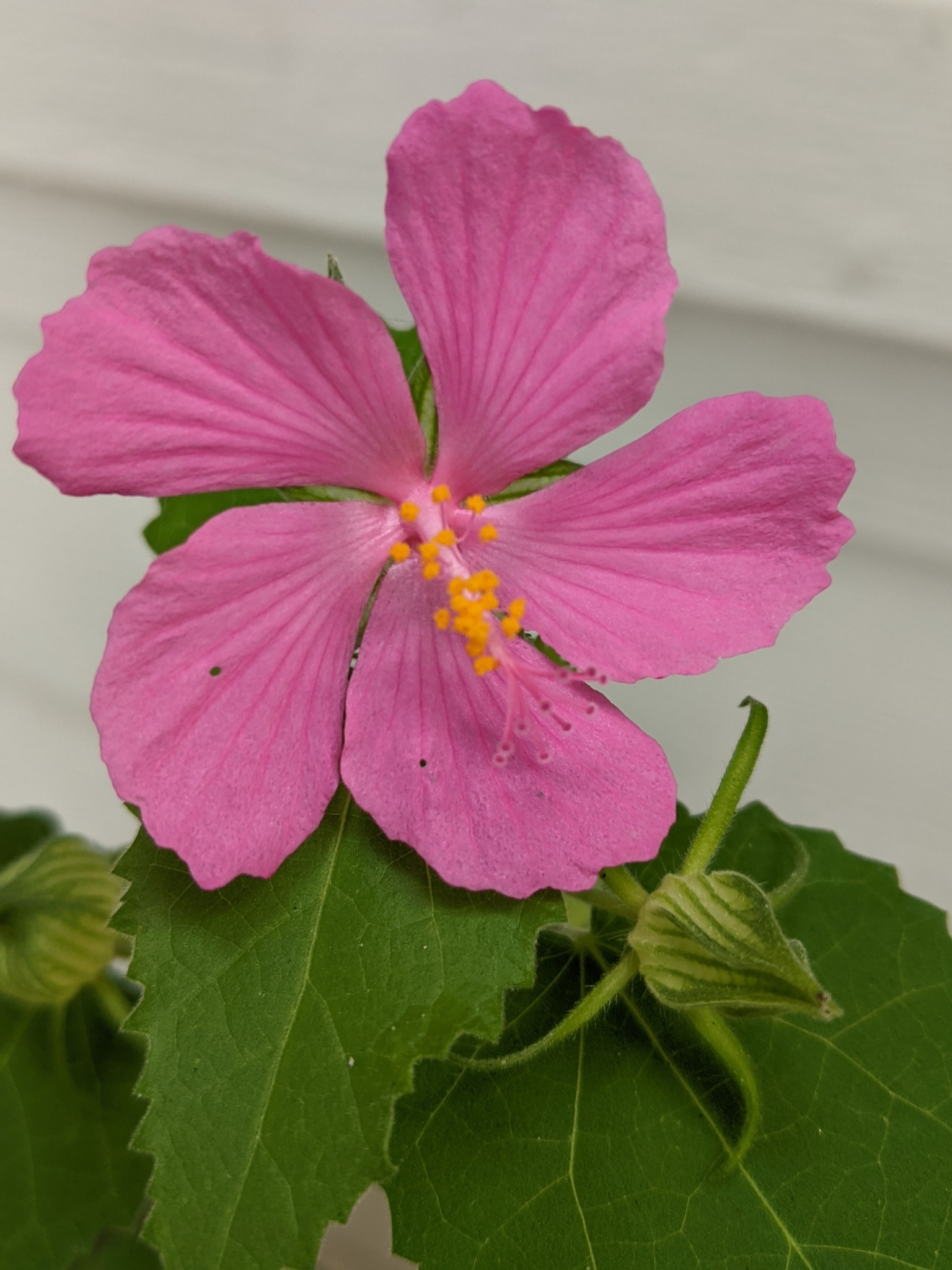 Pavonia (rock Rose) — flowers or notable detail