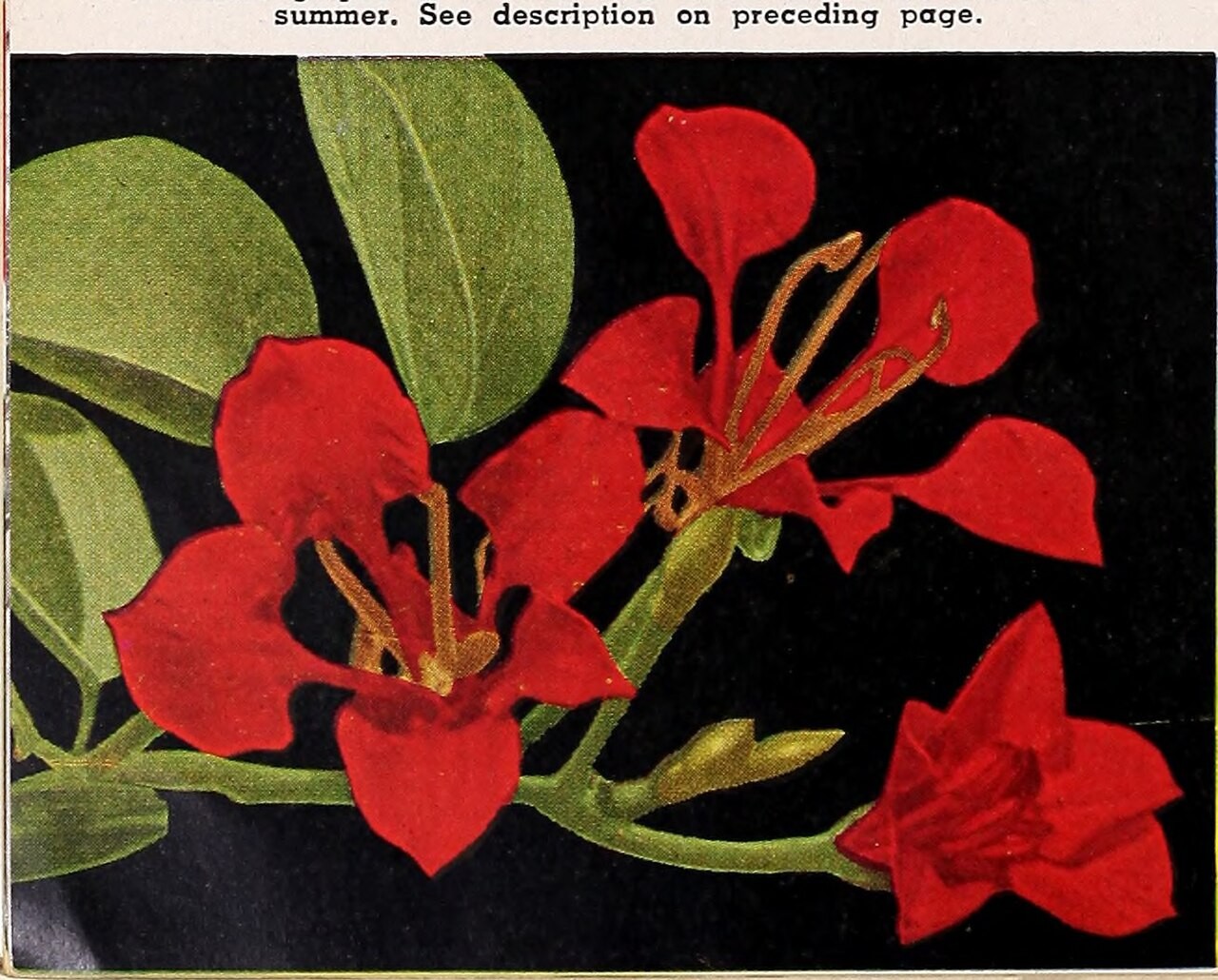 Holly, Carrisa — flowers or notable detail