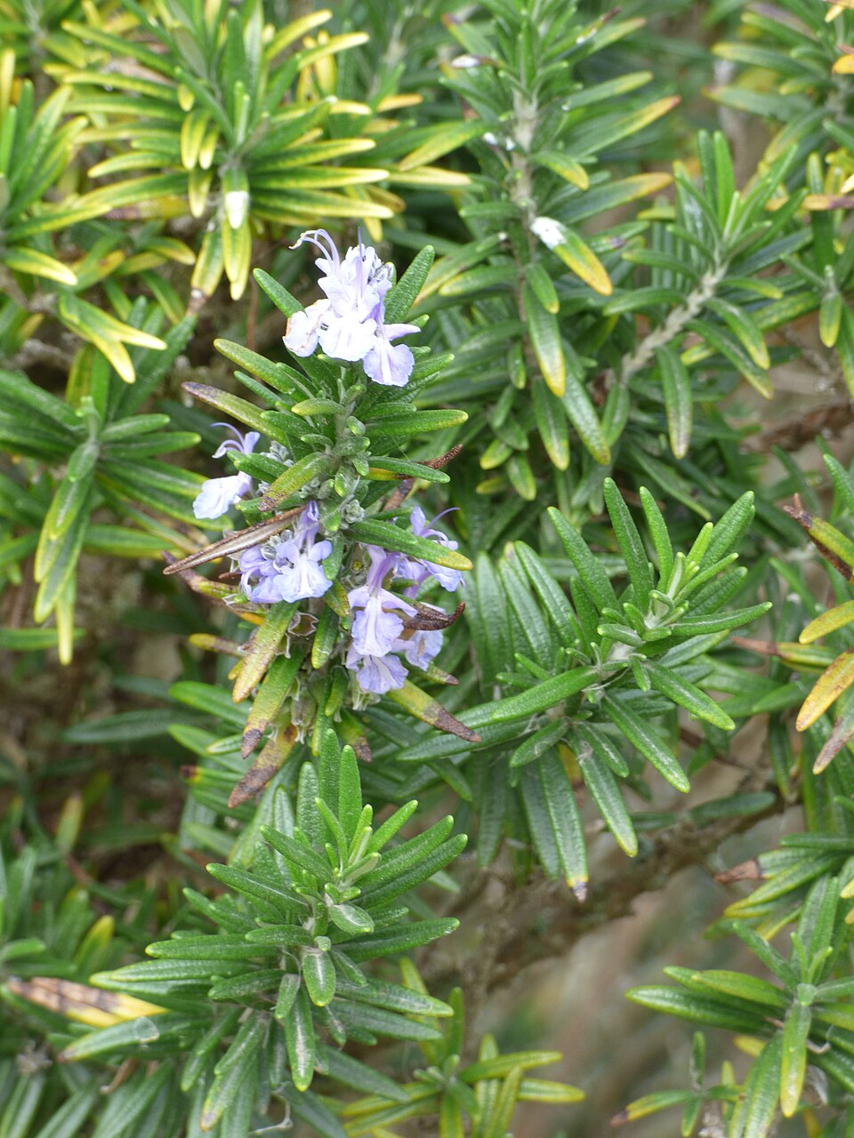 Rosemary (upright) — flowers or notable detail