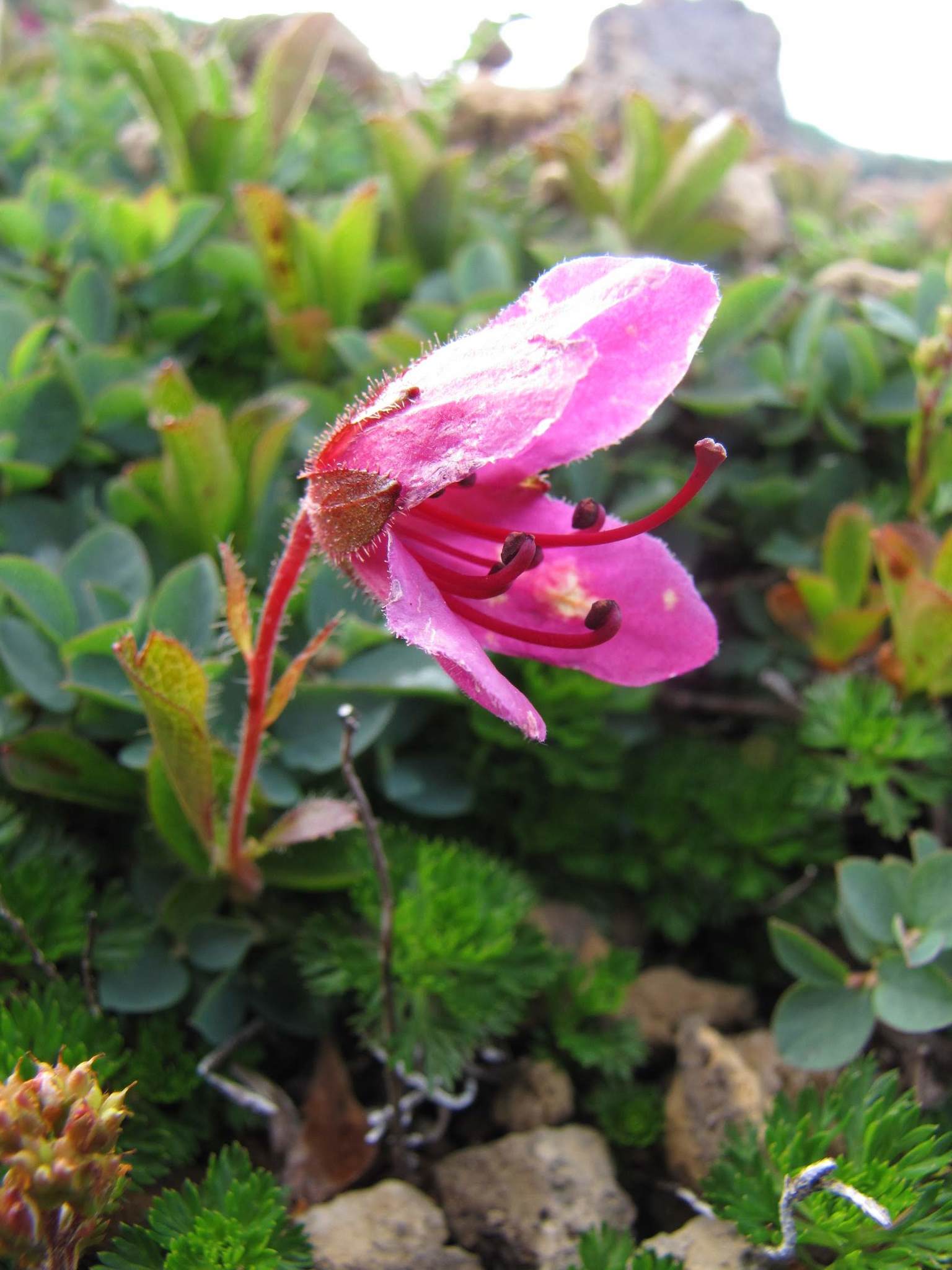 Azalea, Encore — flowers or notable detail