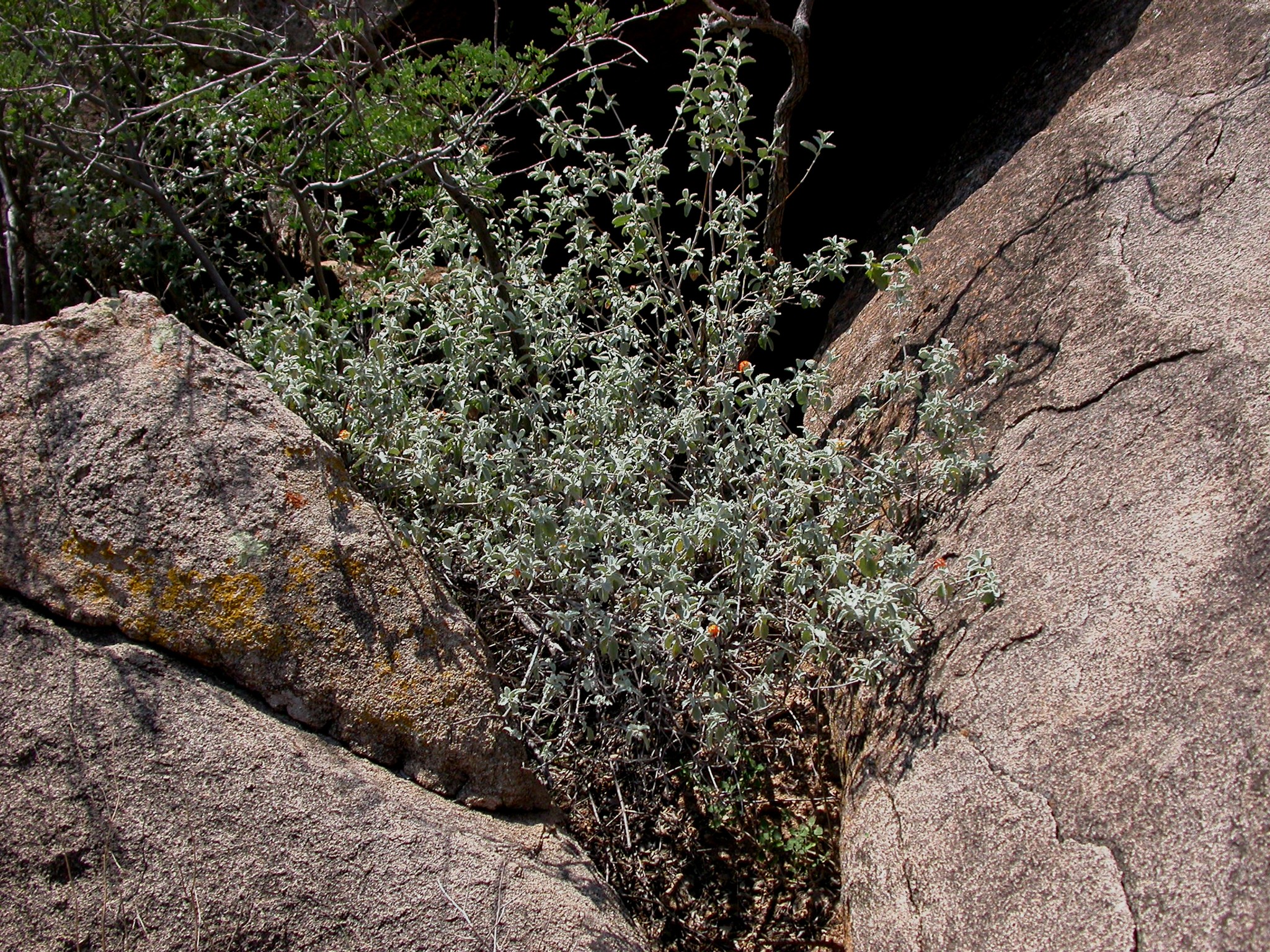 Wooly Butterfly Bush — whole plant
