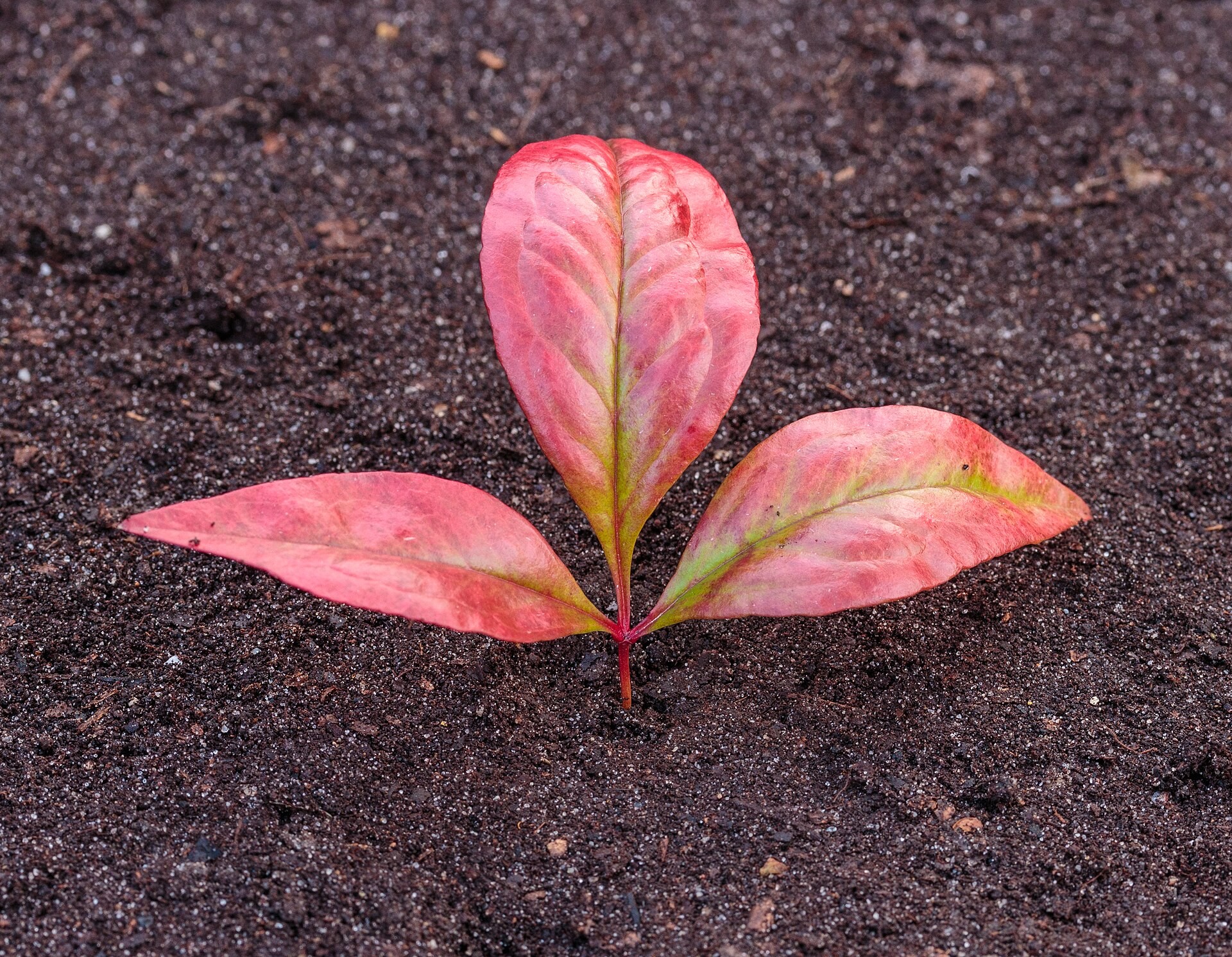 Nandina, Blush Pink — whole plant
