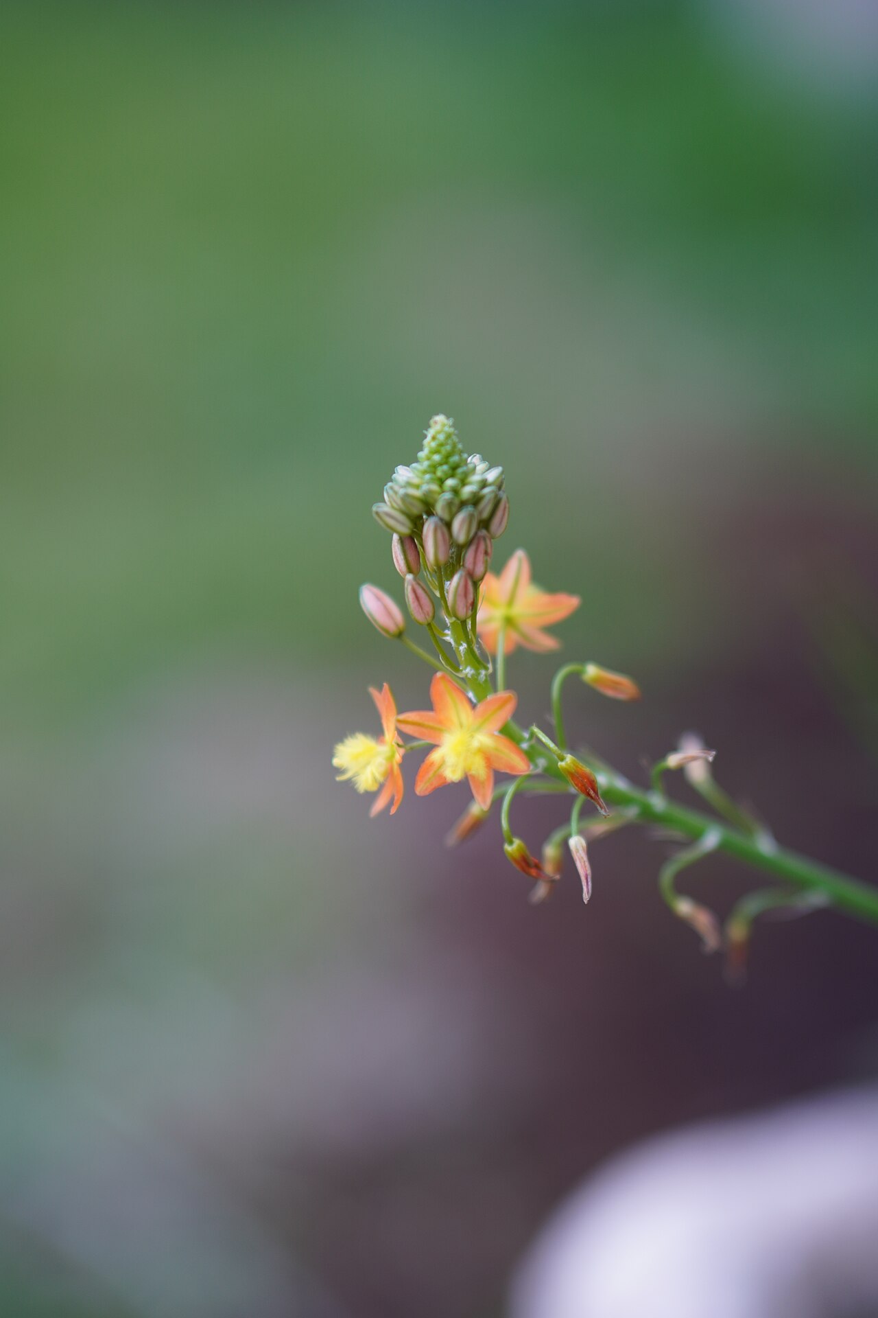 Tangerine Bulbine — flowers or notable detail