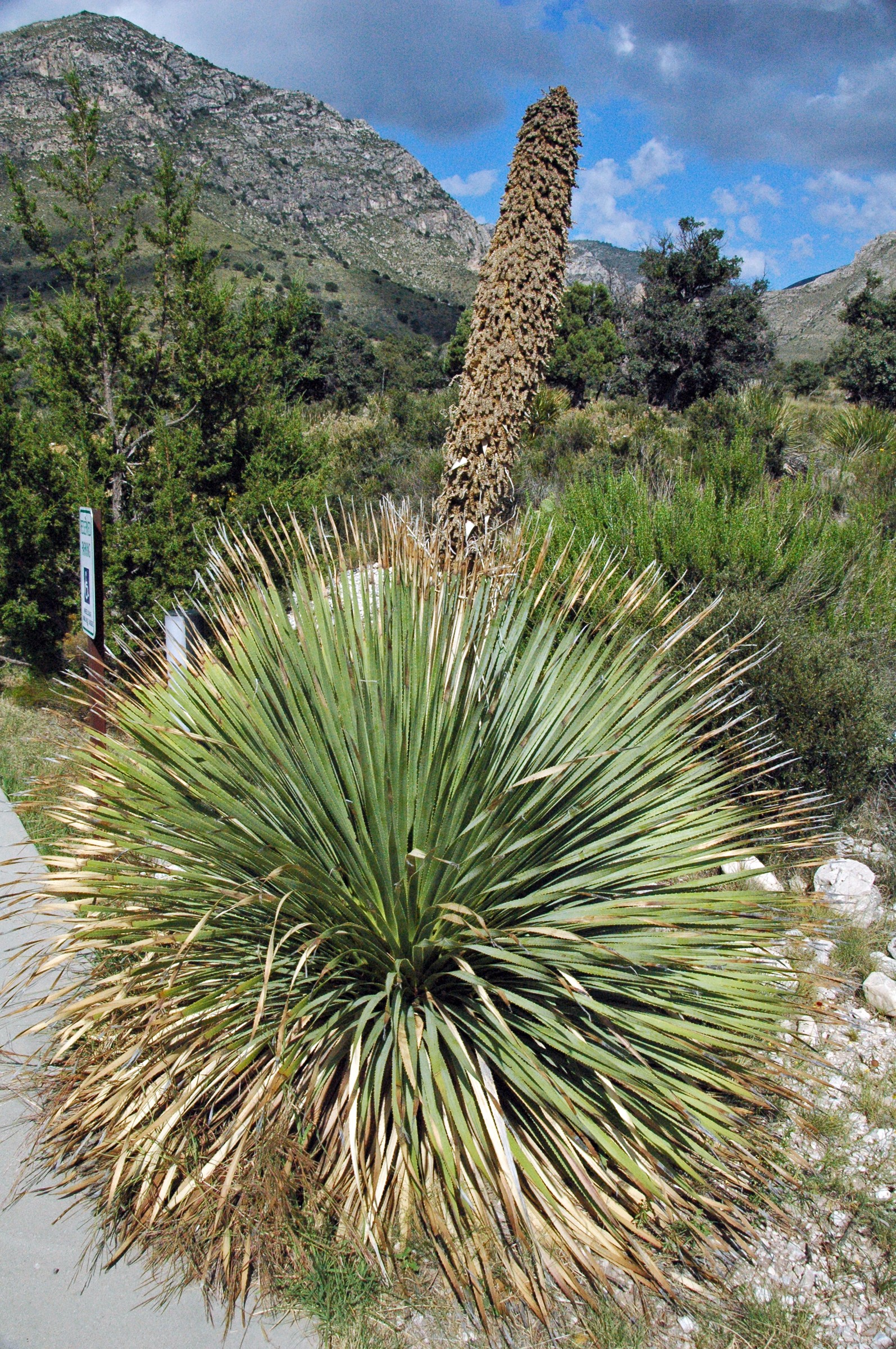 Sotol Blue Wheeler — flowers or notable detail