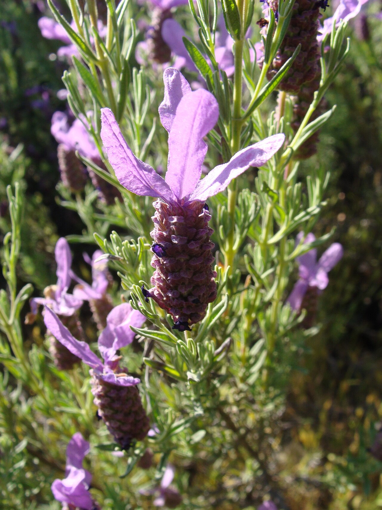 Lavender, Spanish — whole plant