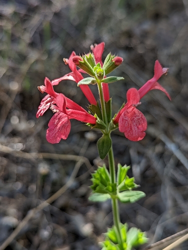 Texas Betony — whole plant