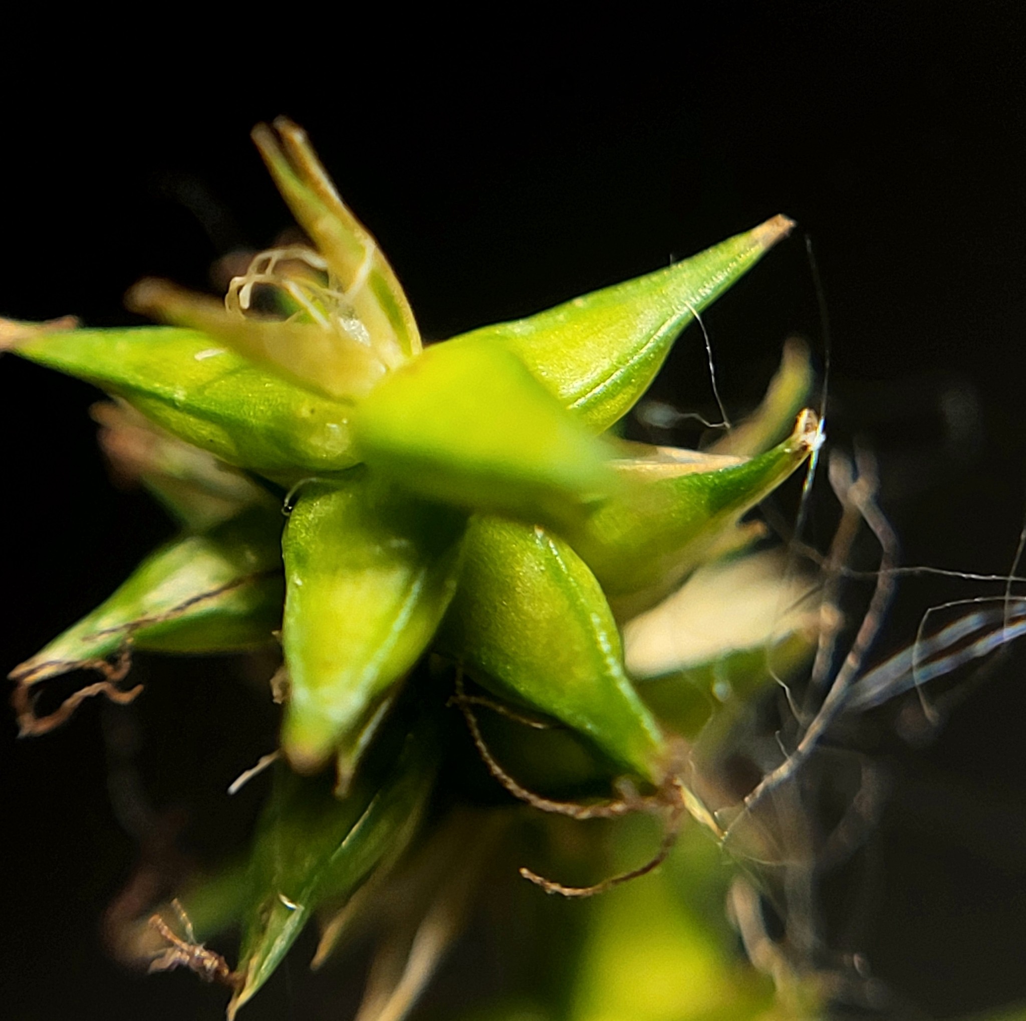Sedge, Texas — whole plant