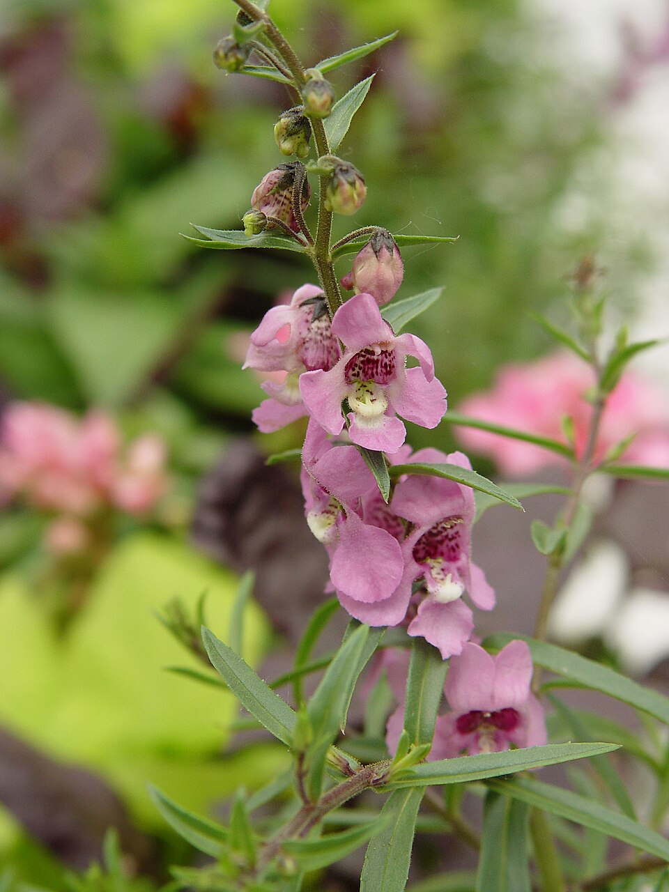 Angelonia — flowers or notable detail