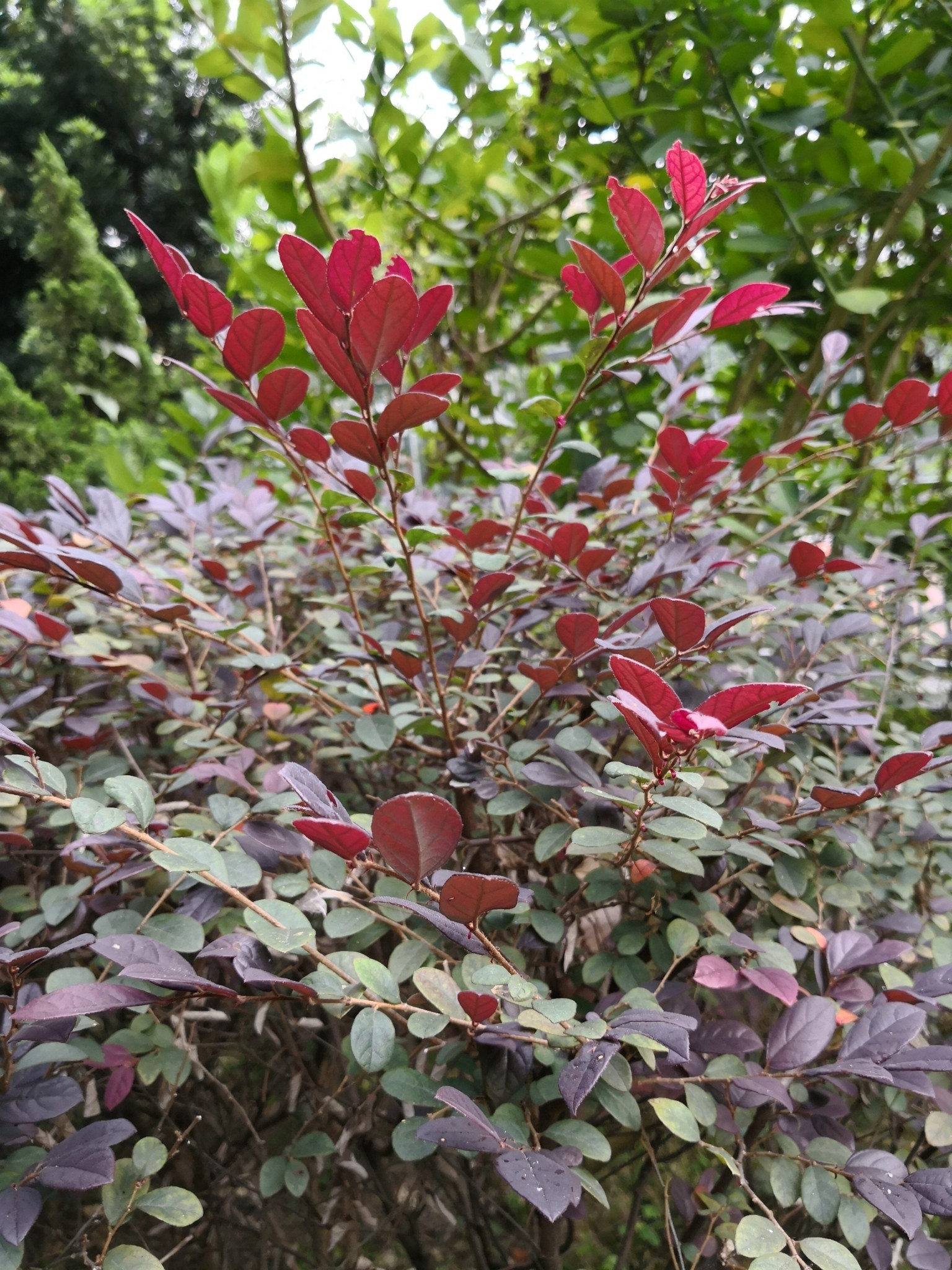 Loropetalum, Purple Pixie — flowers or notable detail