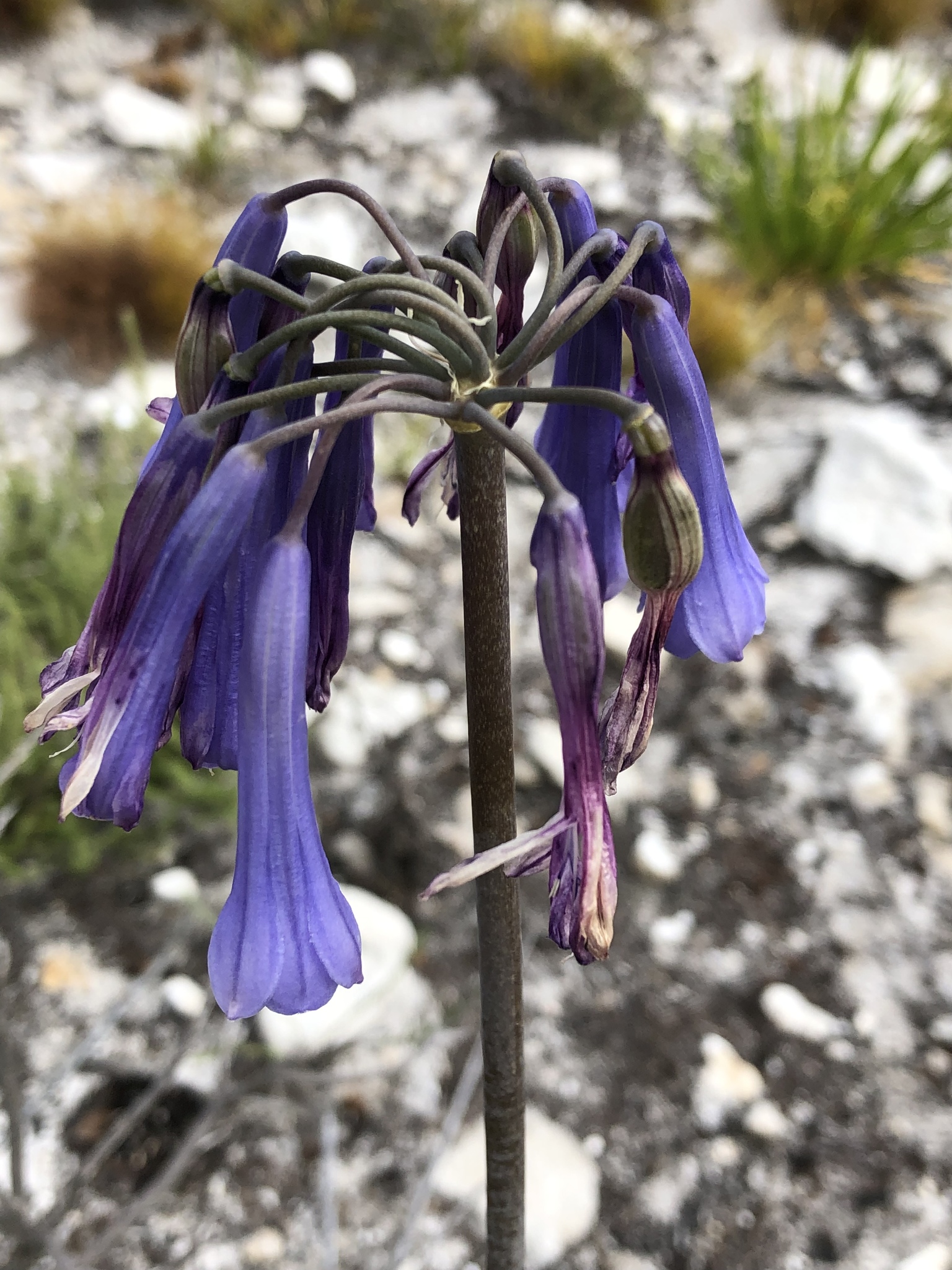 Agapanthus Peter Pan — whole plant