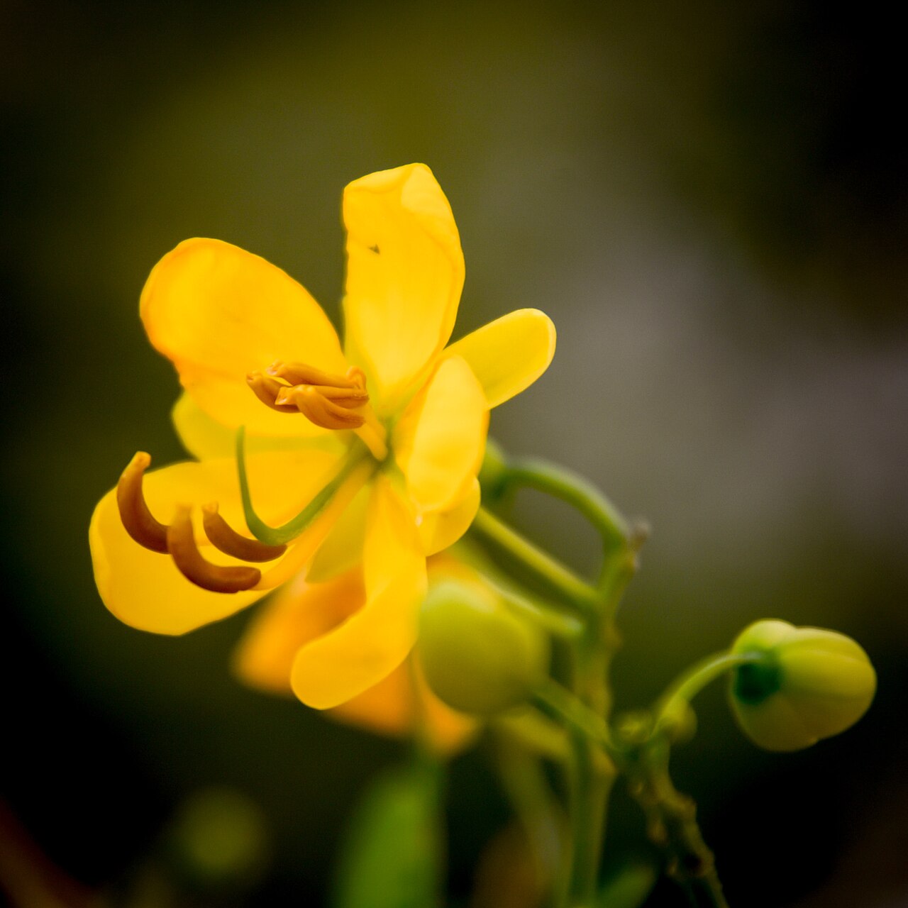 Senna — flowers or notable detail