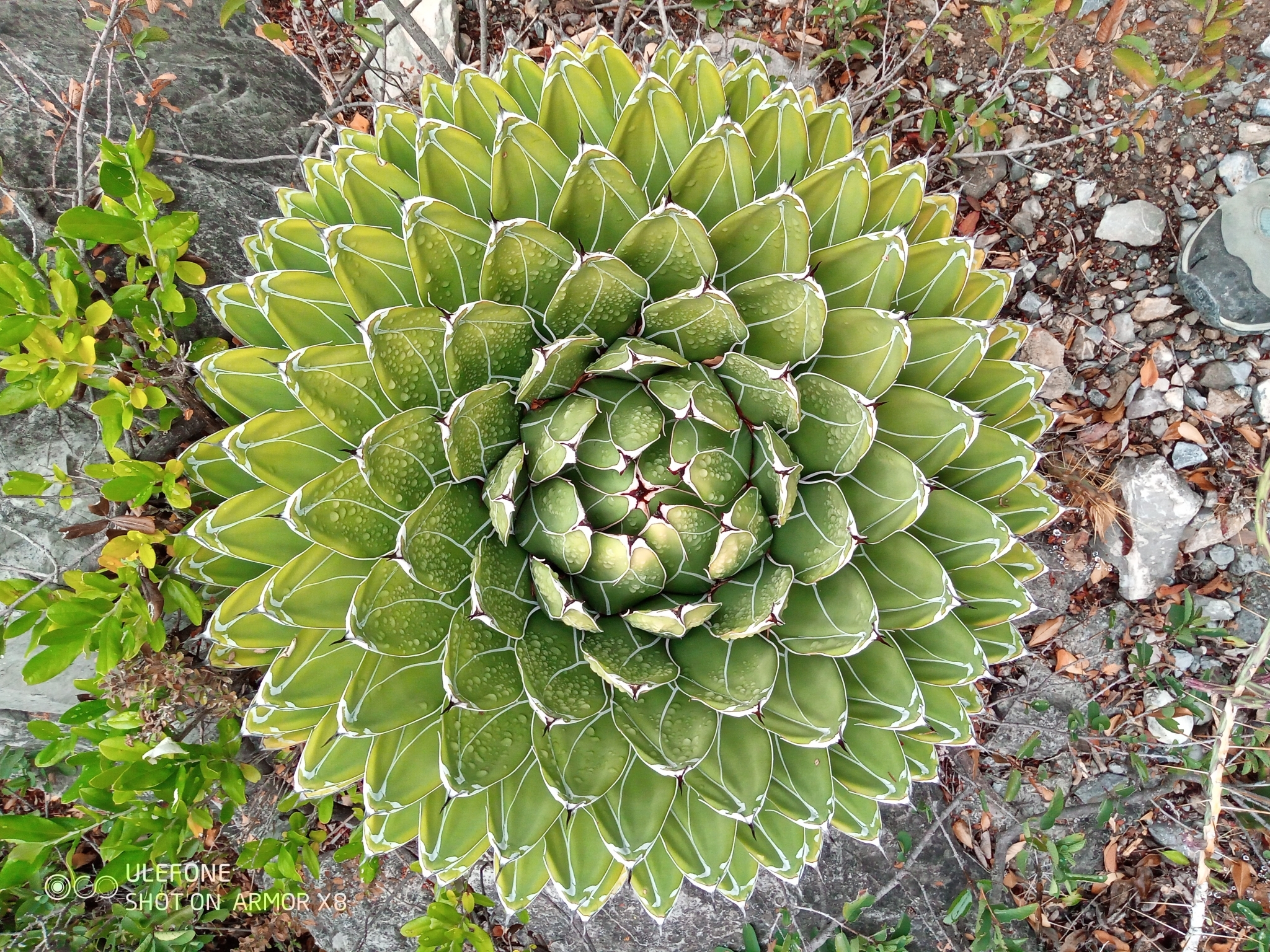 Agave, Victoria-Reginae — leaf structure (margins, teeth, imprint, color)