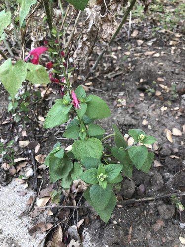 Sage, Tropical — whole plant