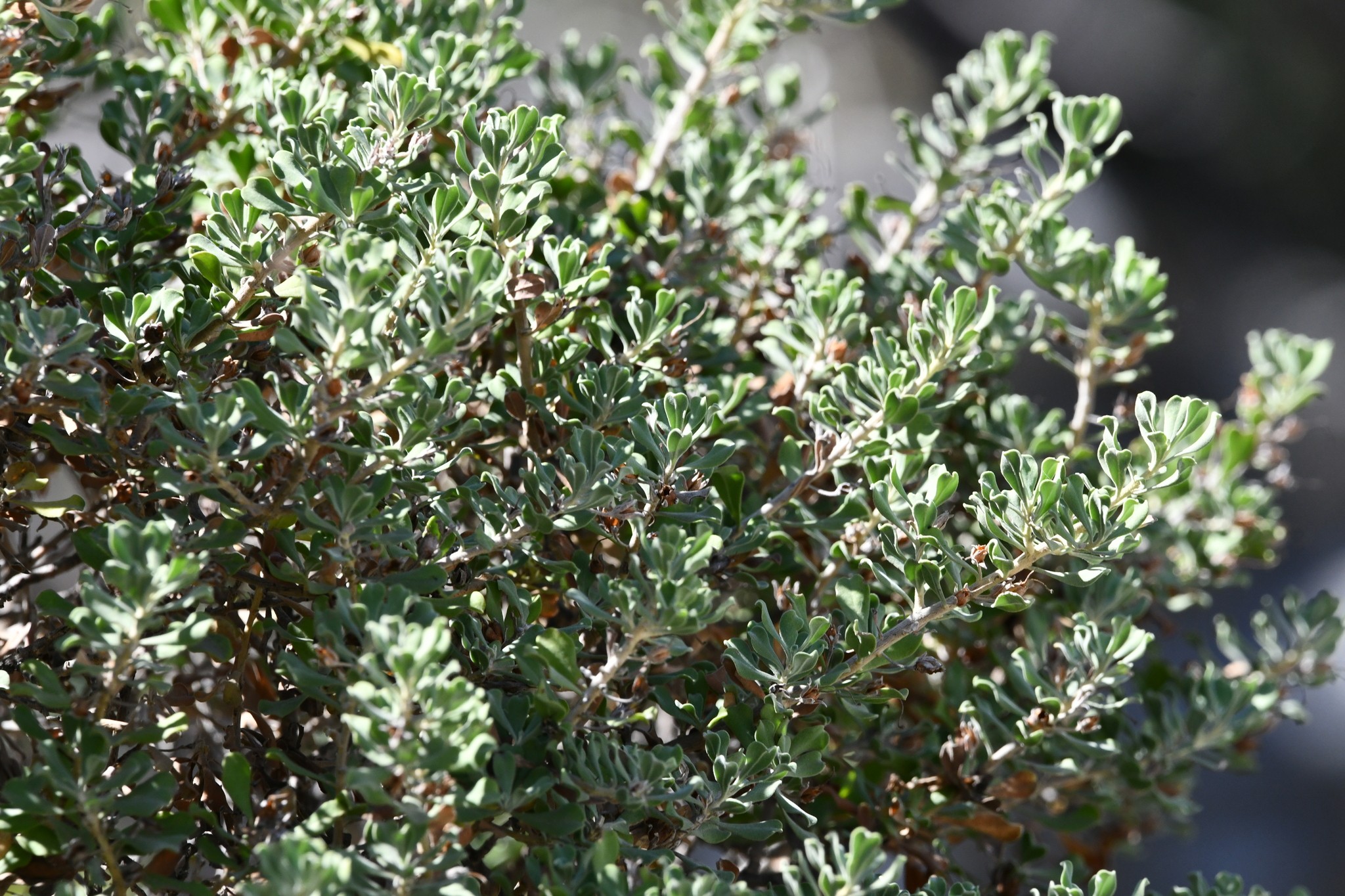 Texas Sage, Rio Bravo — whole plant