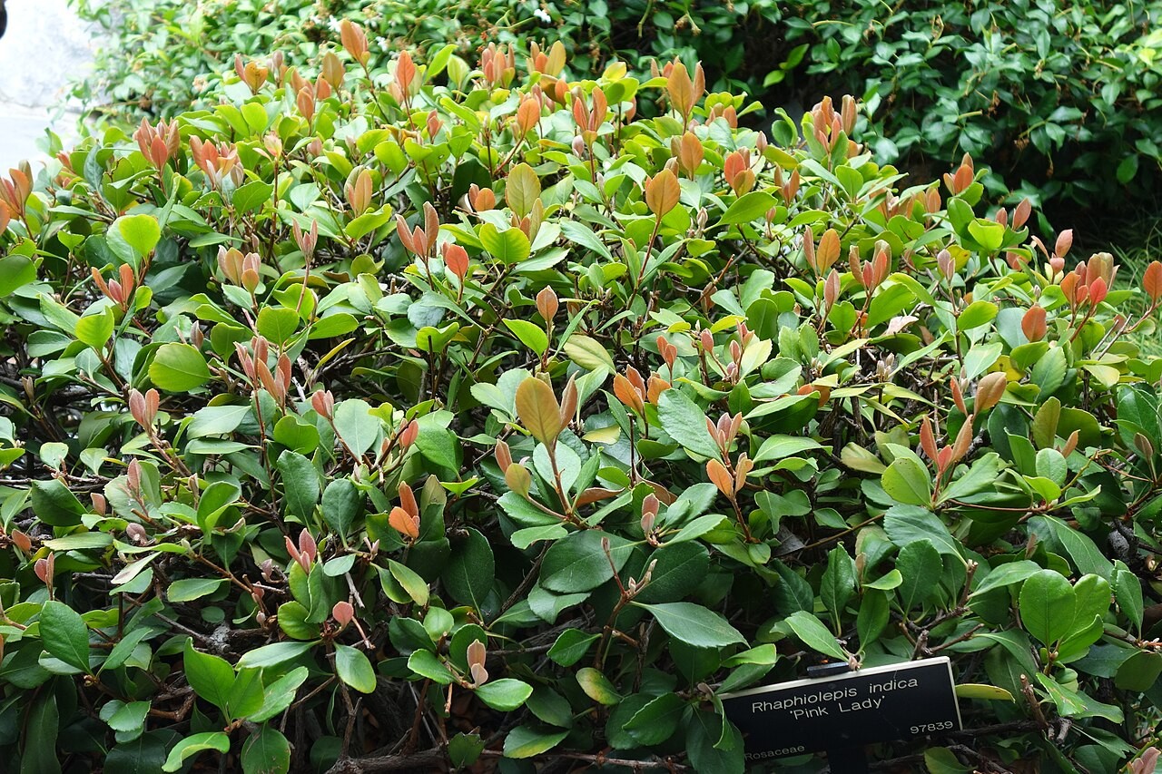 Hawthorn, Pink Lady — whole plant