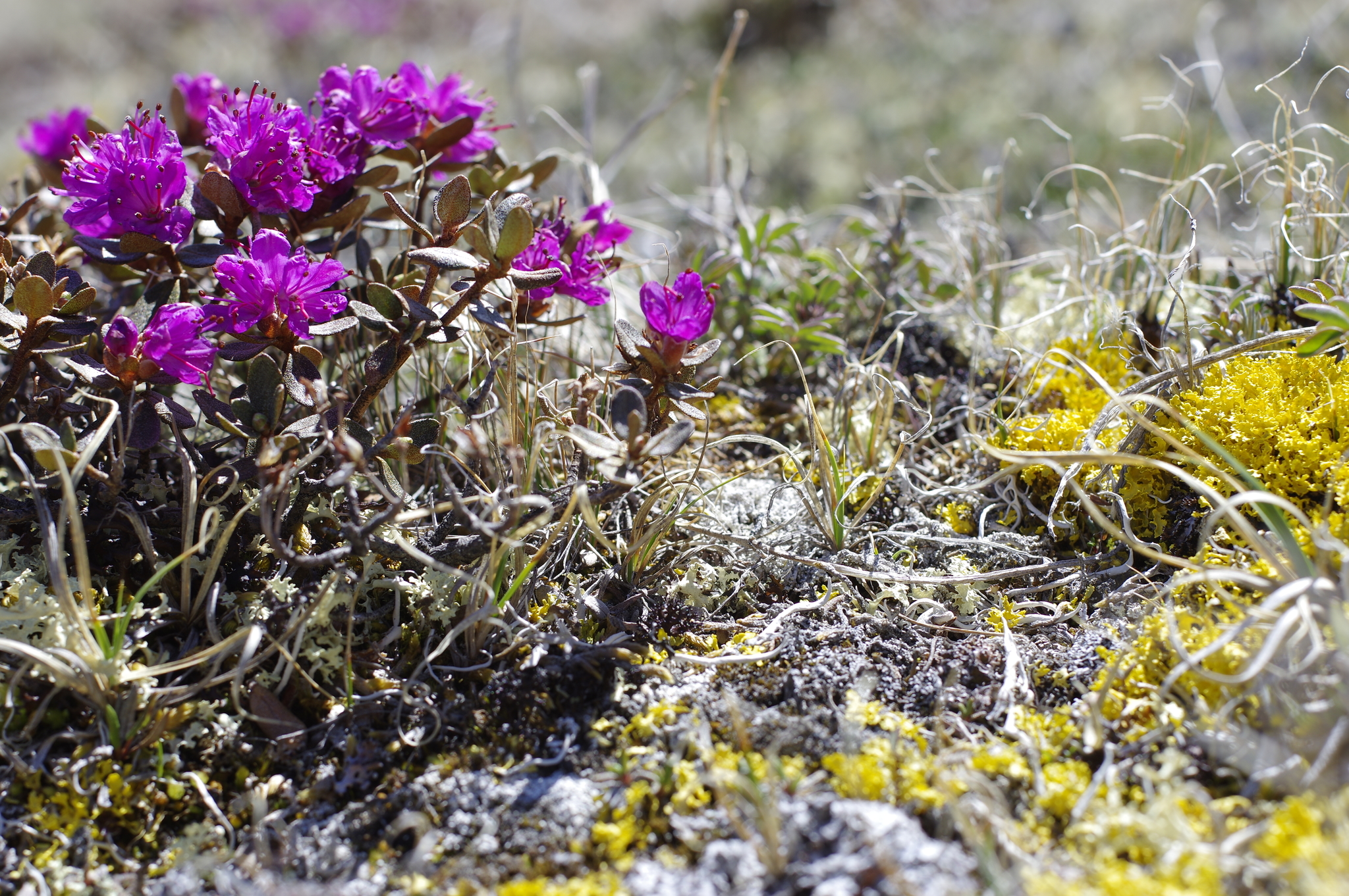 Azalea, Encore — whole plant