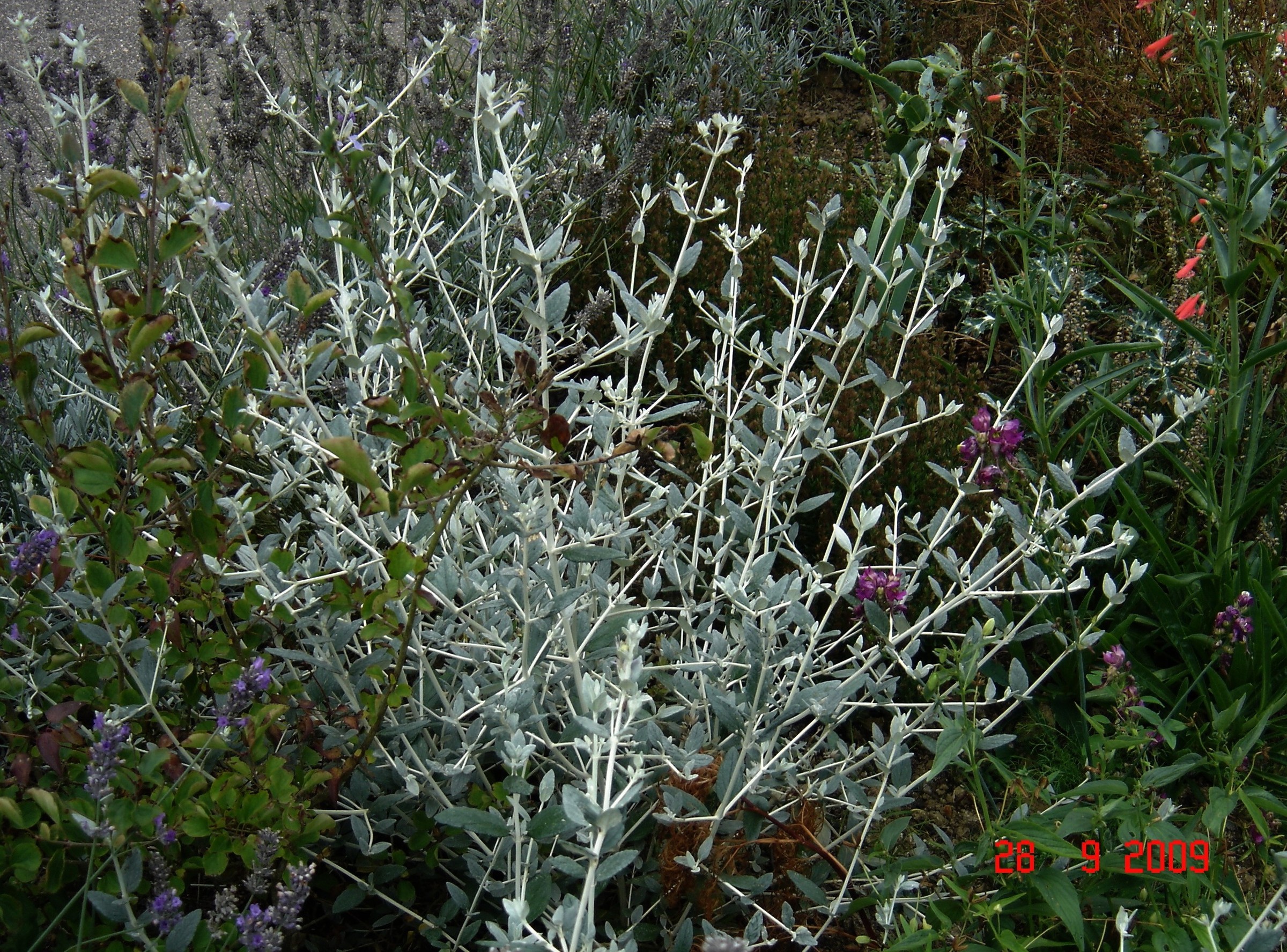 Germander, Silver — whole plant