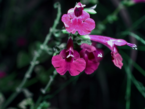 Sage, Tropical — flowers or notable detail