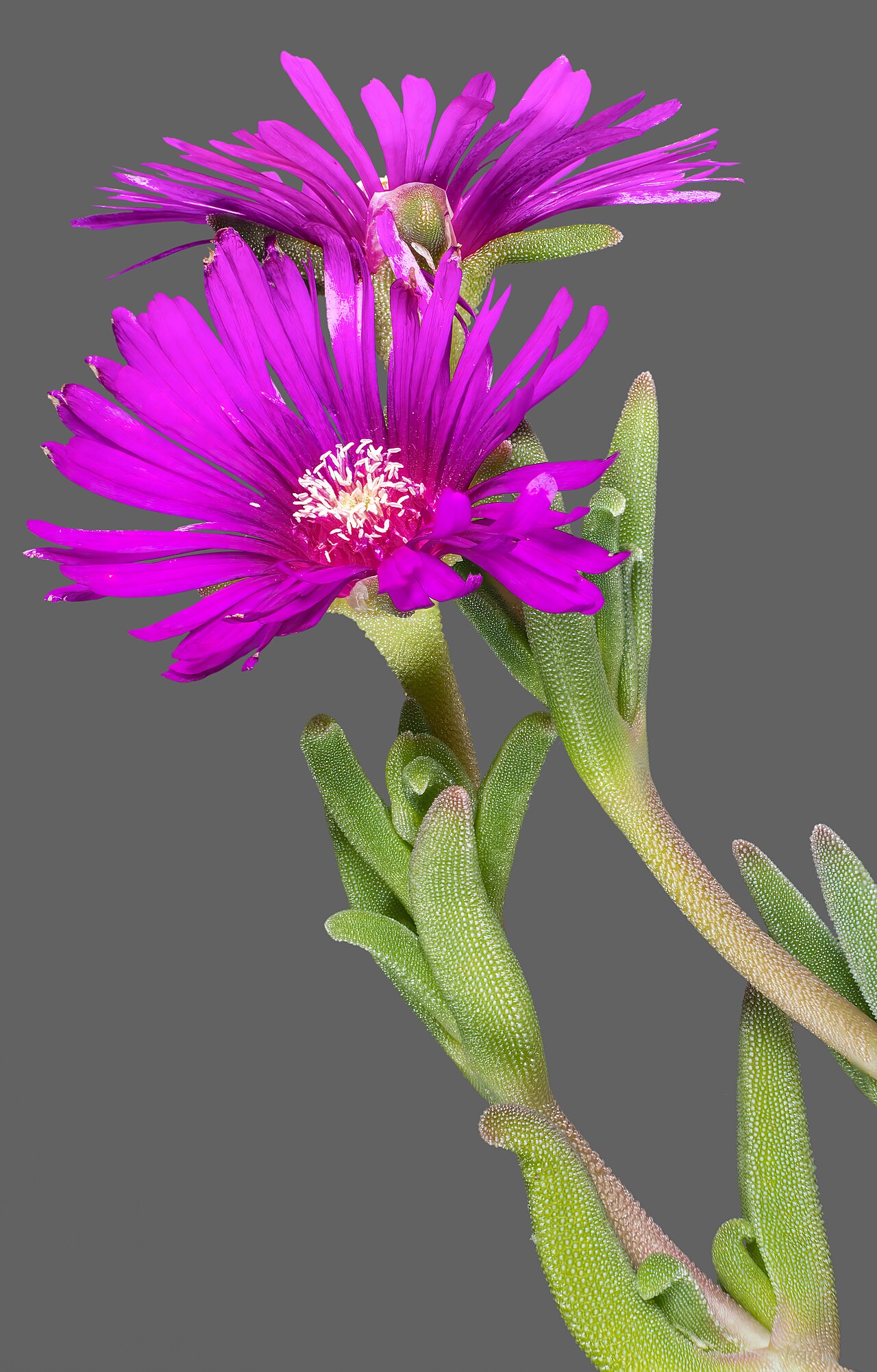 Ice Plant, Red — whole plant