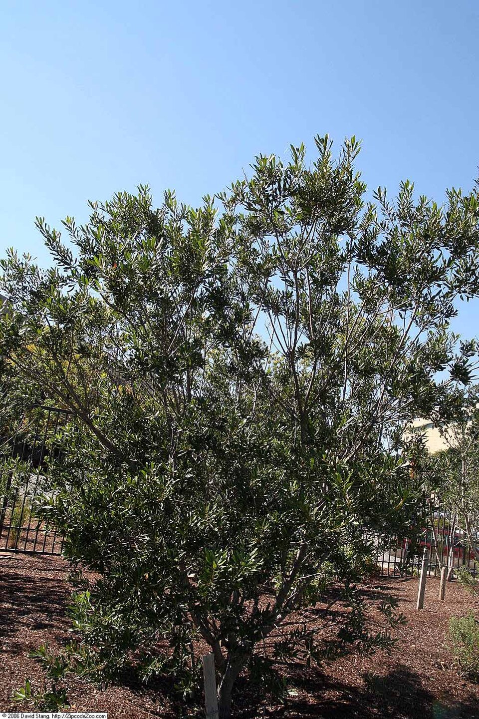 Wax Myrtle Dwarf — whole plant