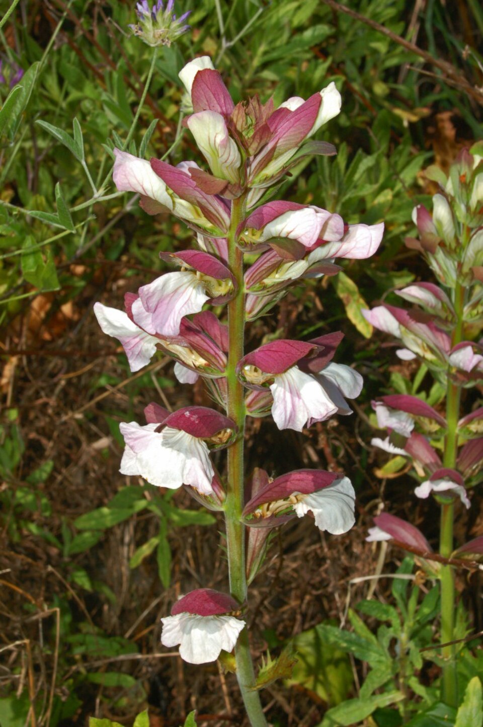 Bears Breeches — flowers or notable detail
