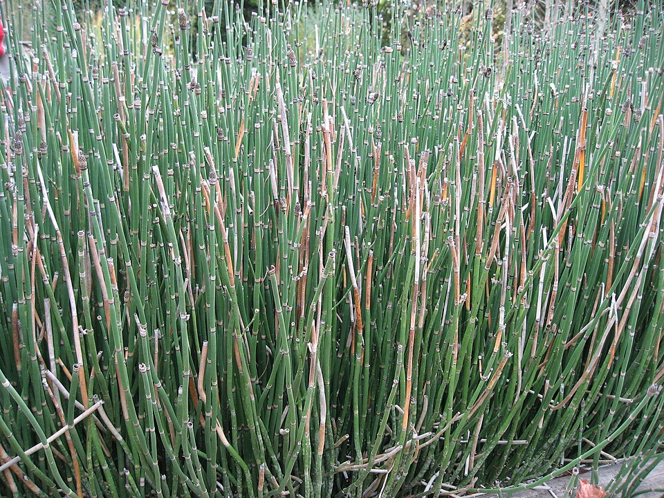 Horsetail Reed — whole plant