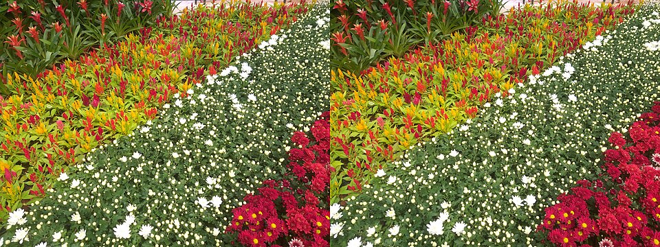 Celosia — whole plant