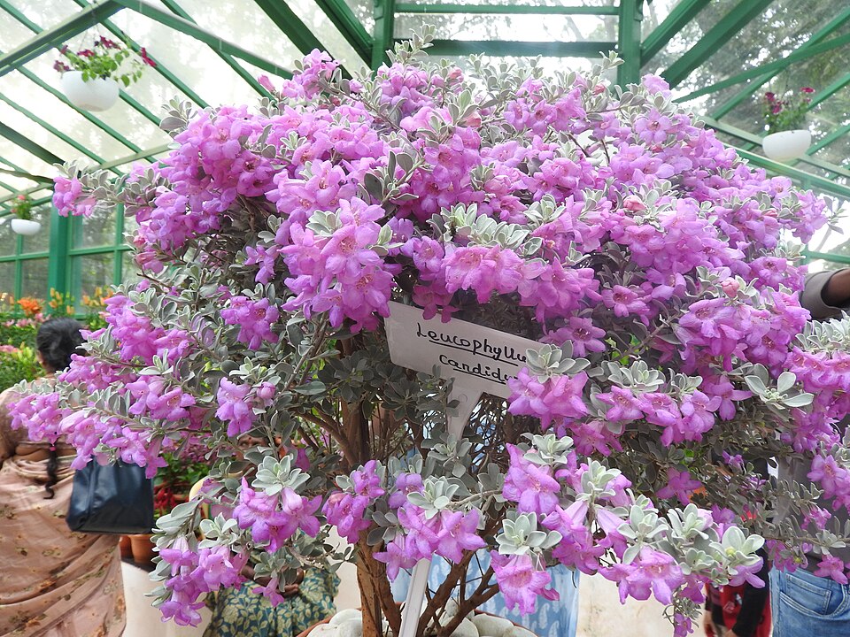 Texas Sage, Cimarron — whole plant