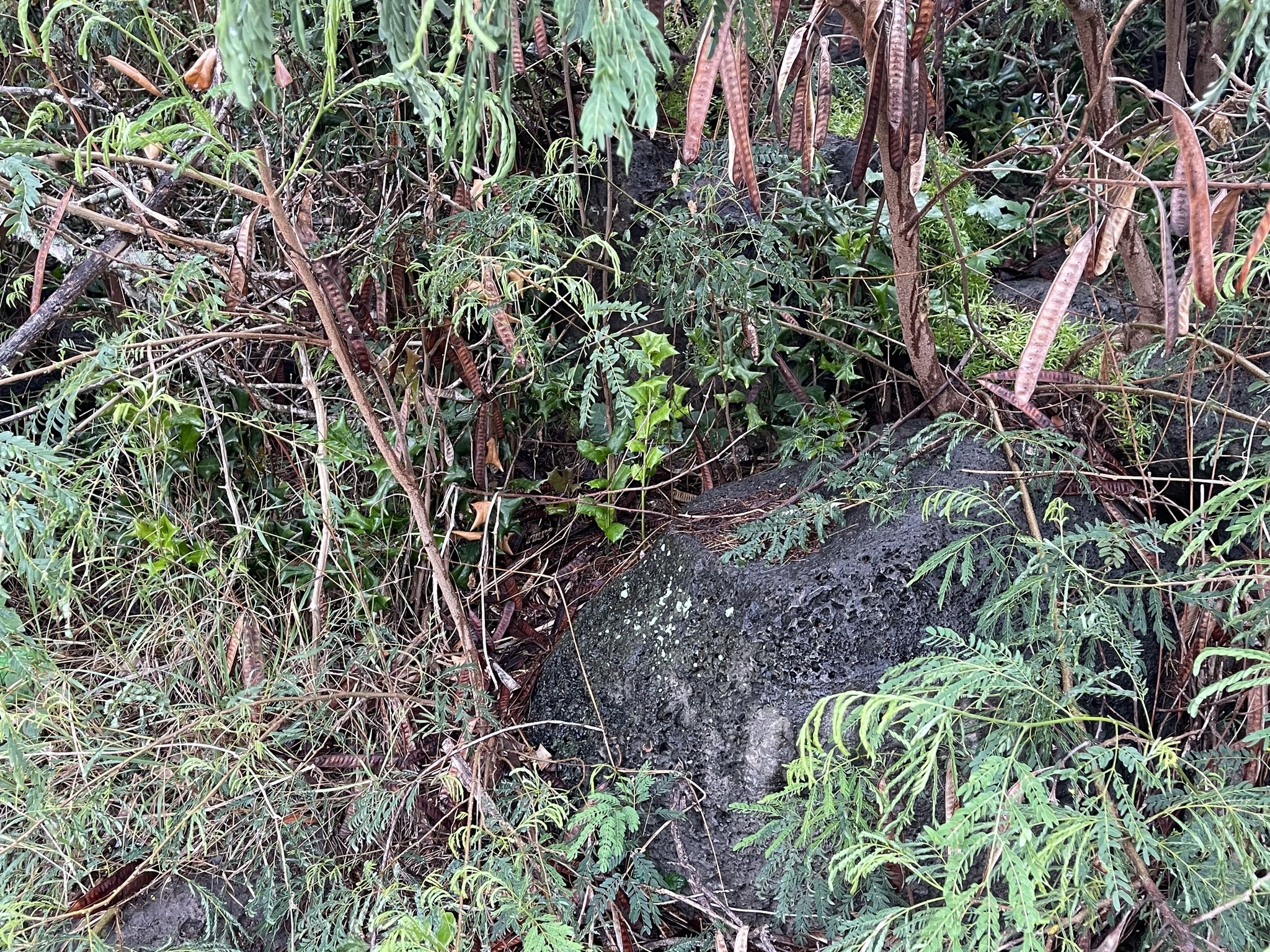 Holly, Carrisa — whole plant