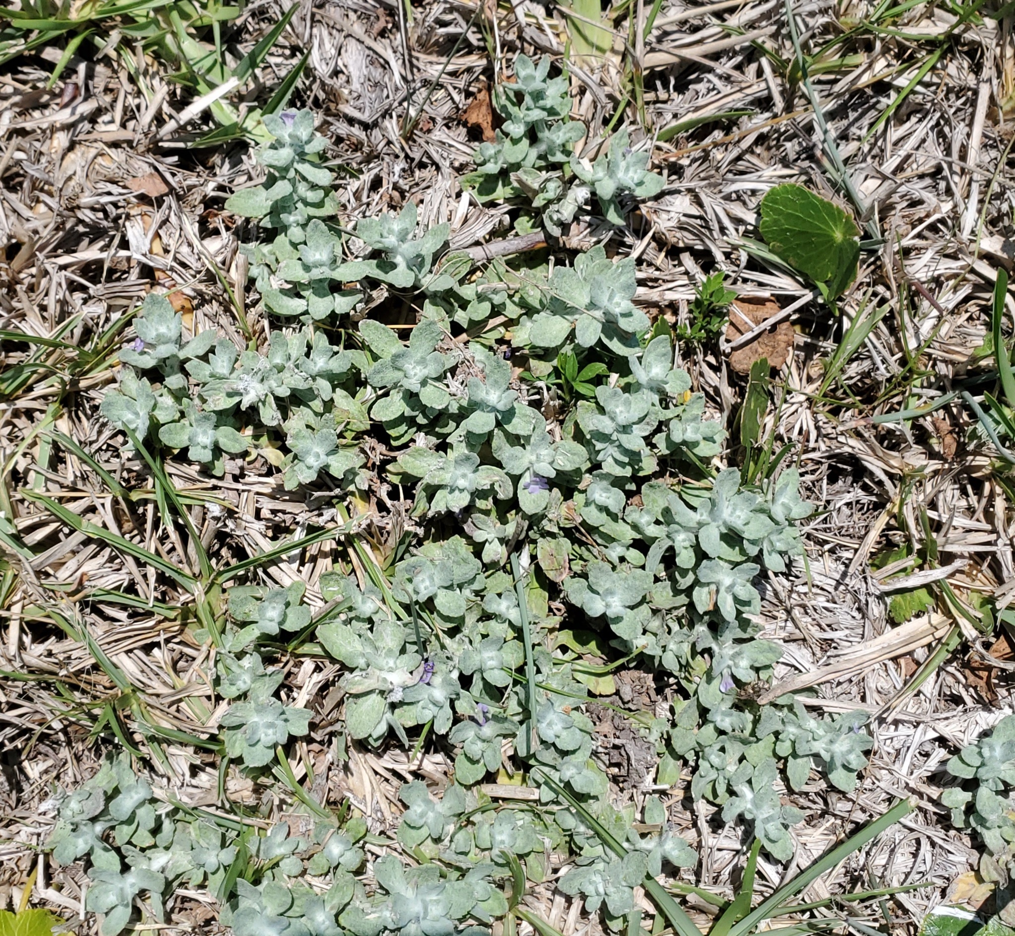 Wooly Stemodia — flowers or notable detail