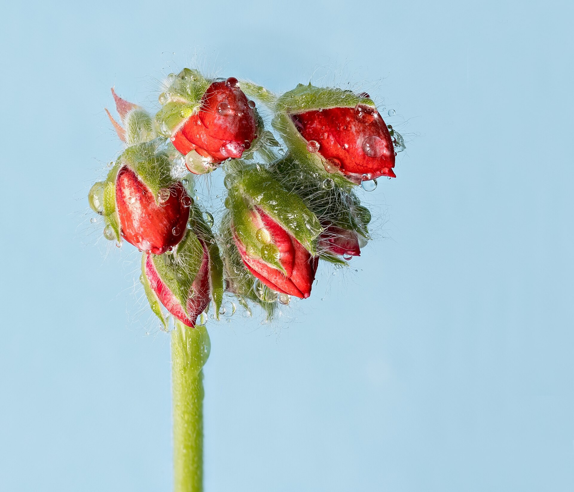 Geranium — whole plant
