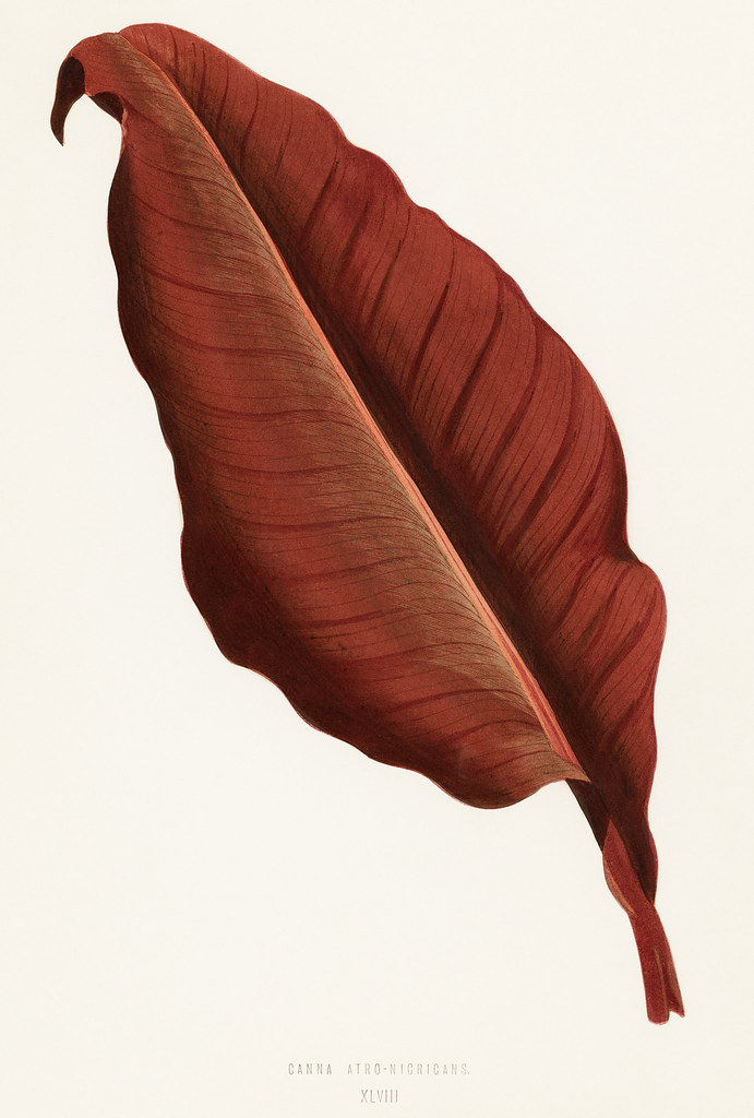 Canna Red Velvet — whole plant