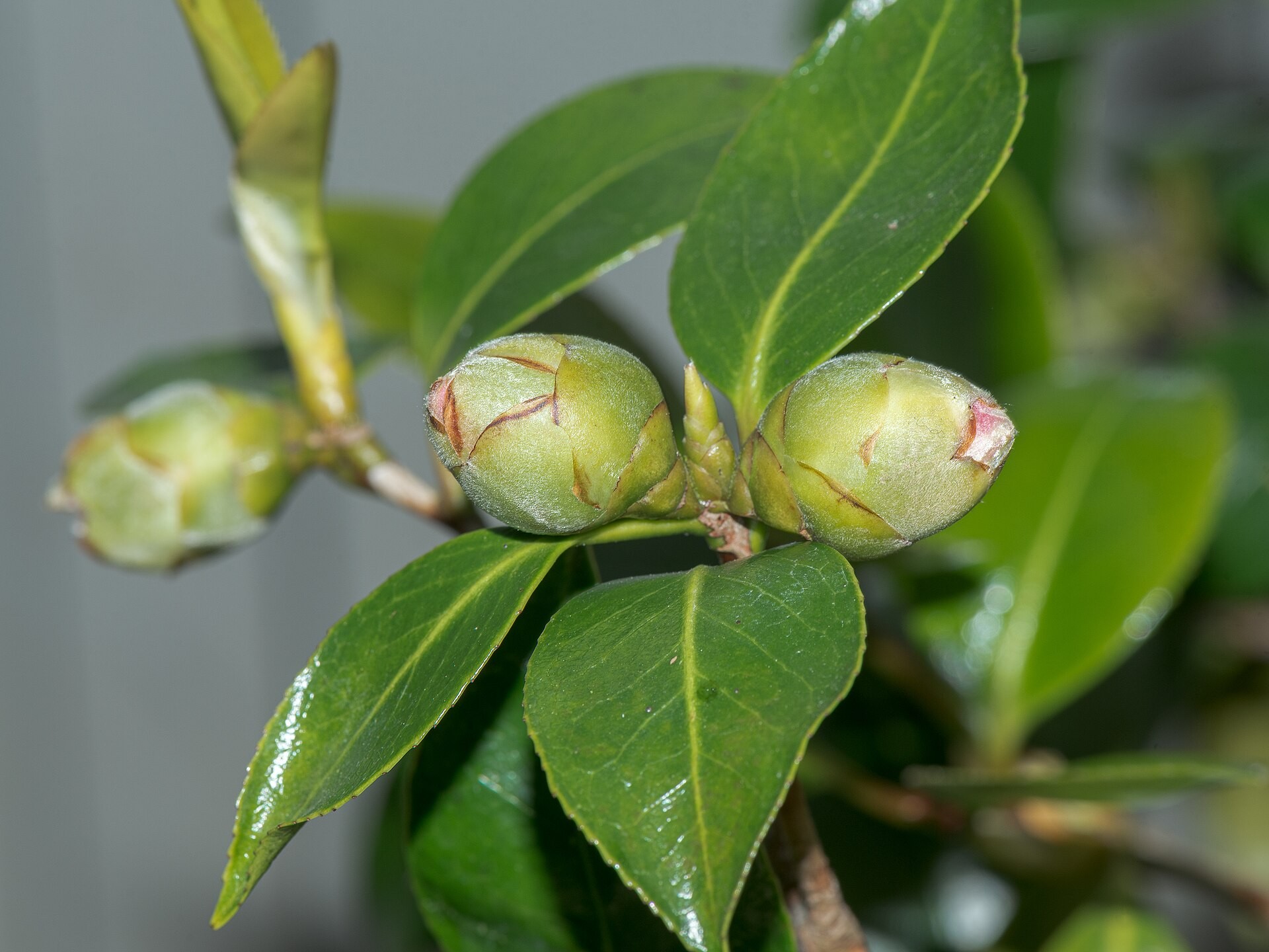 Camellia — whole plant