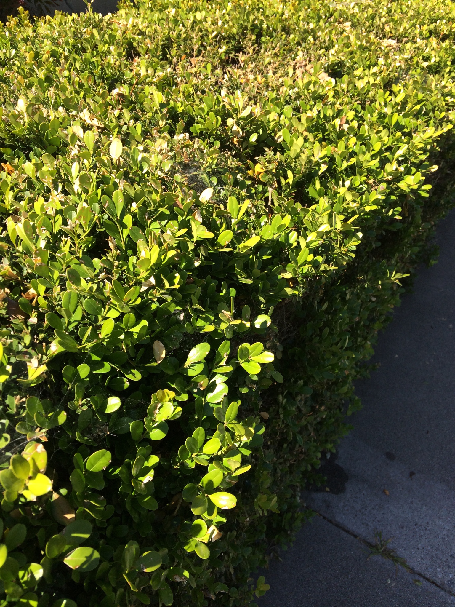 Boxwood, Baby Jade — flowers or notable detail