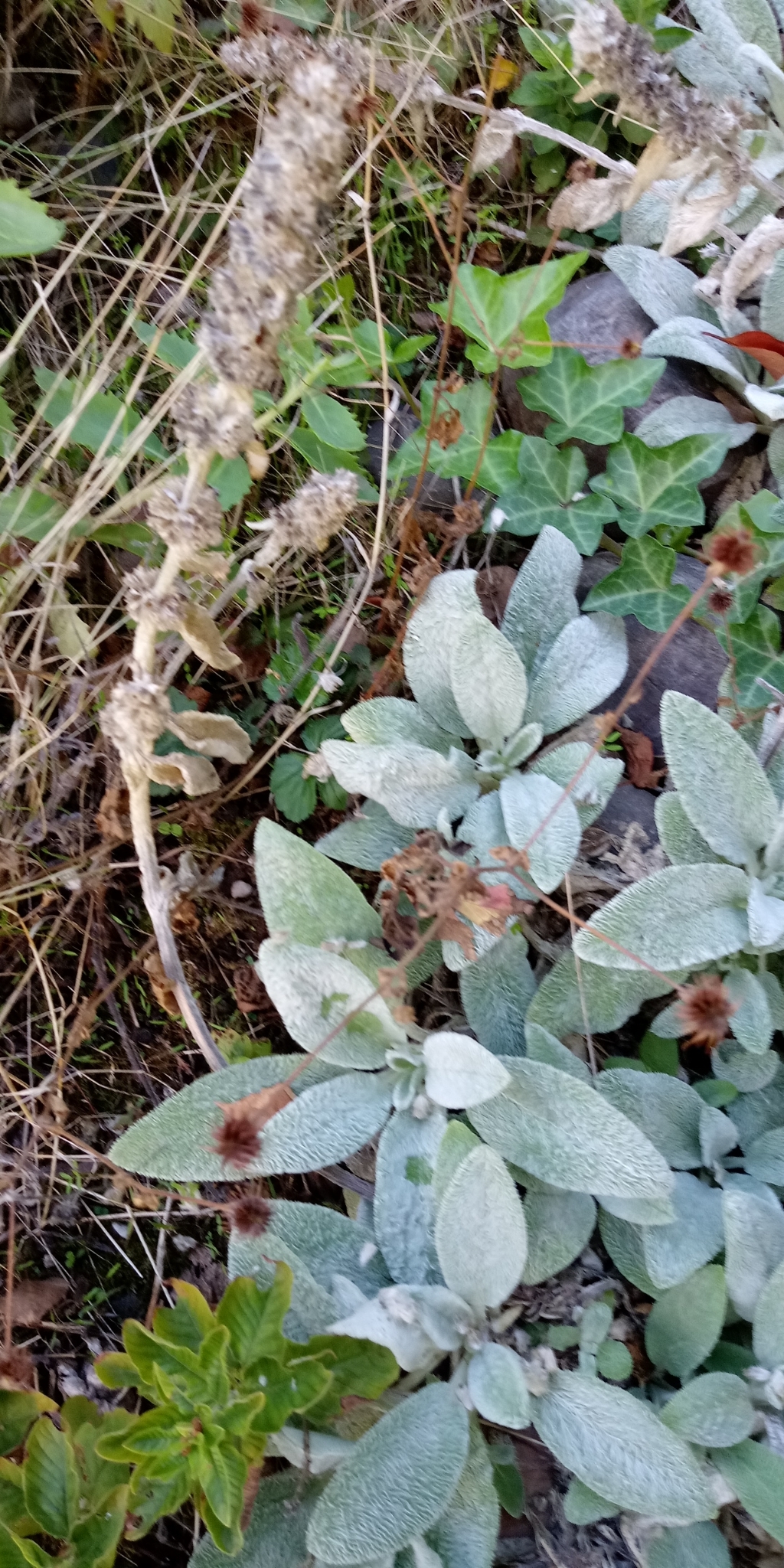 Lamb's Ear — whole plant