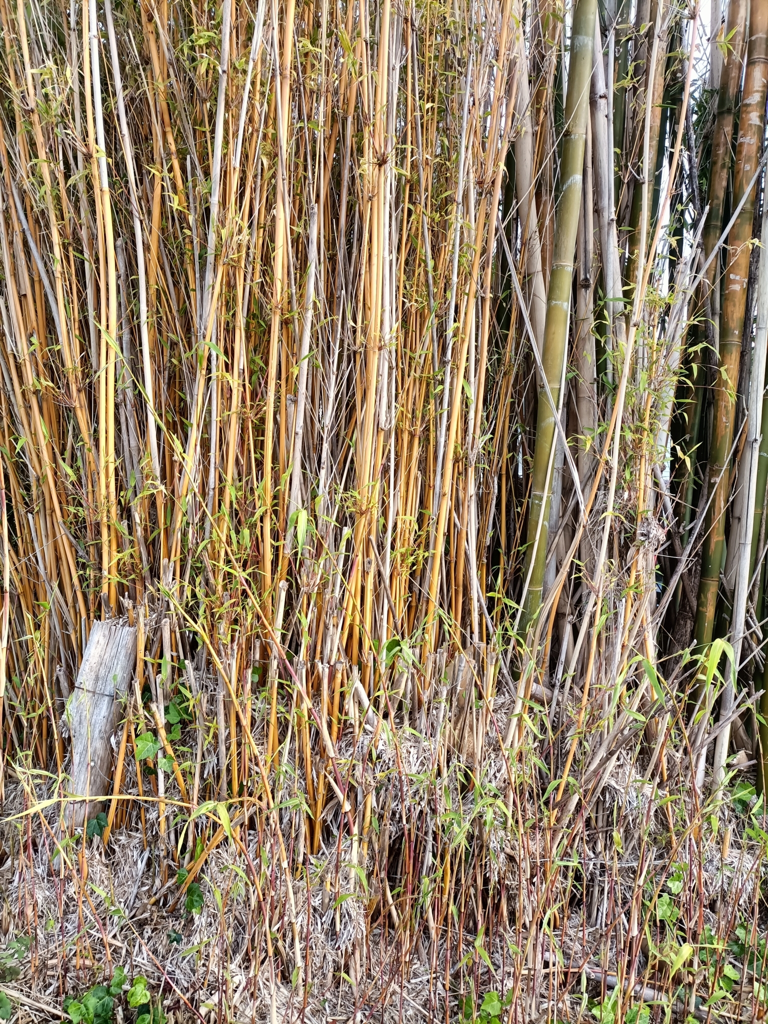 Bamboo, Yin Yang (Clumping) — whole plant