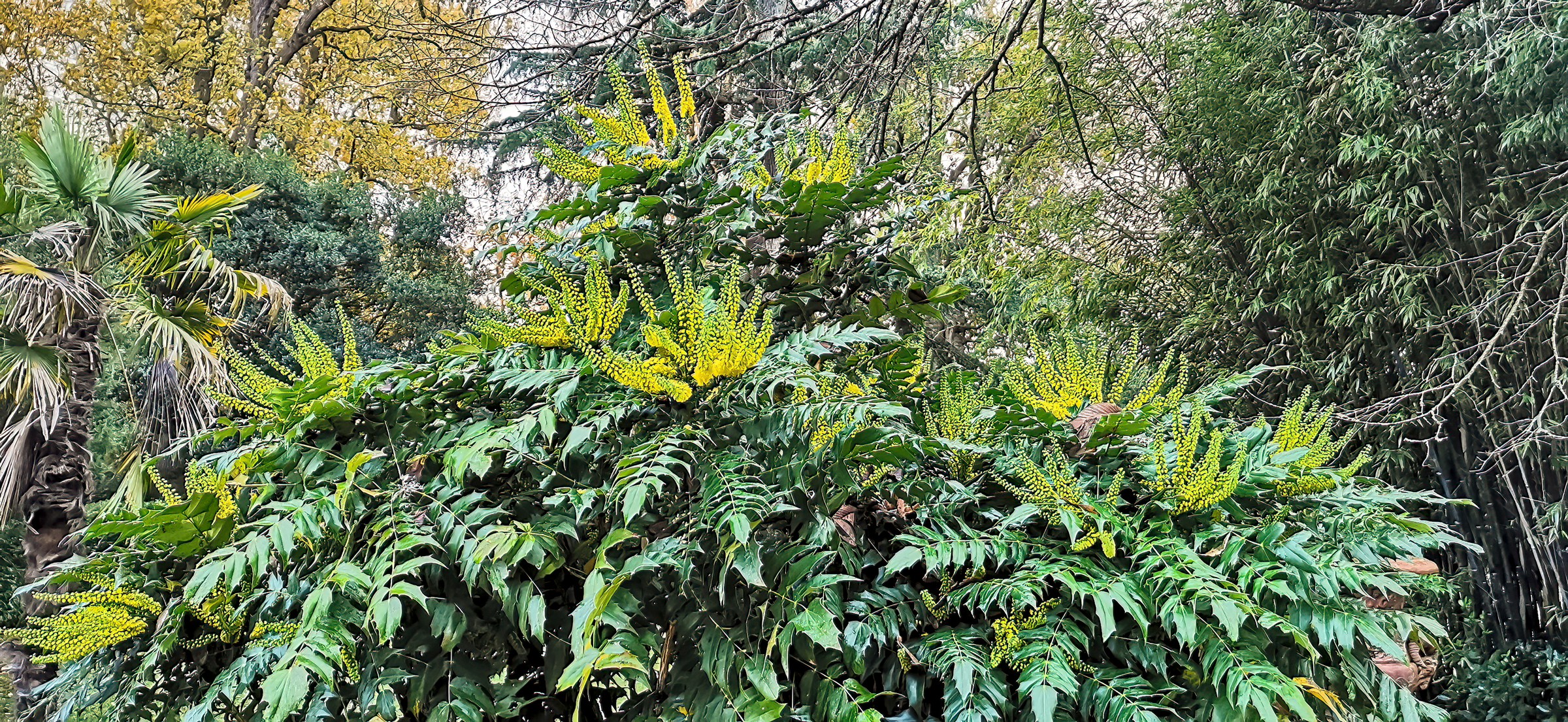 Mahonia, Leatherleaf — whole plant