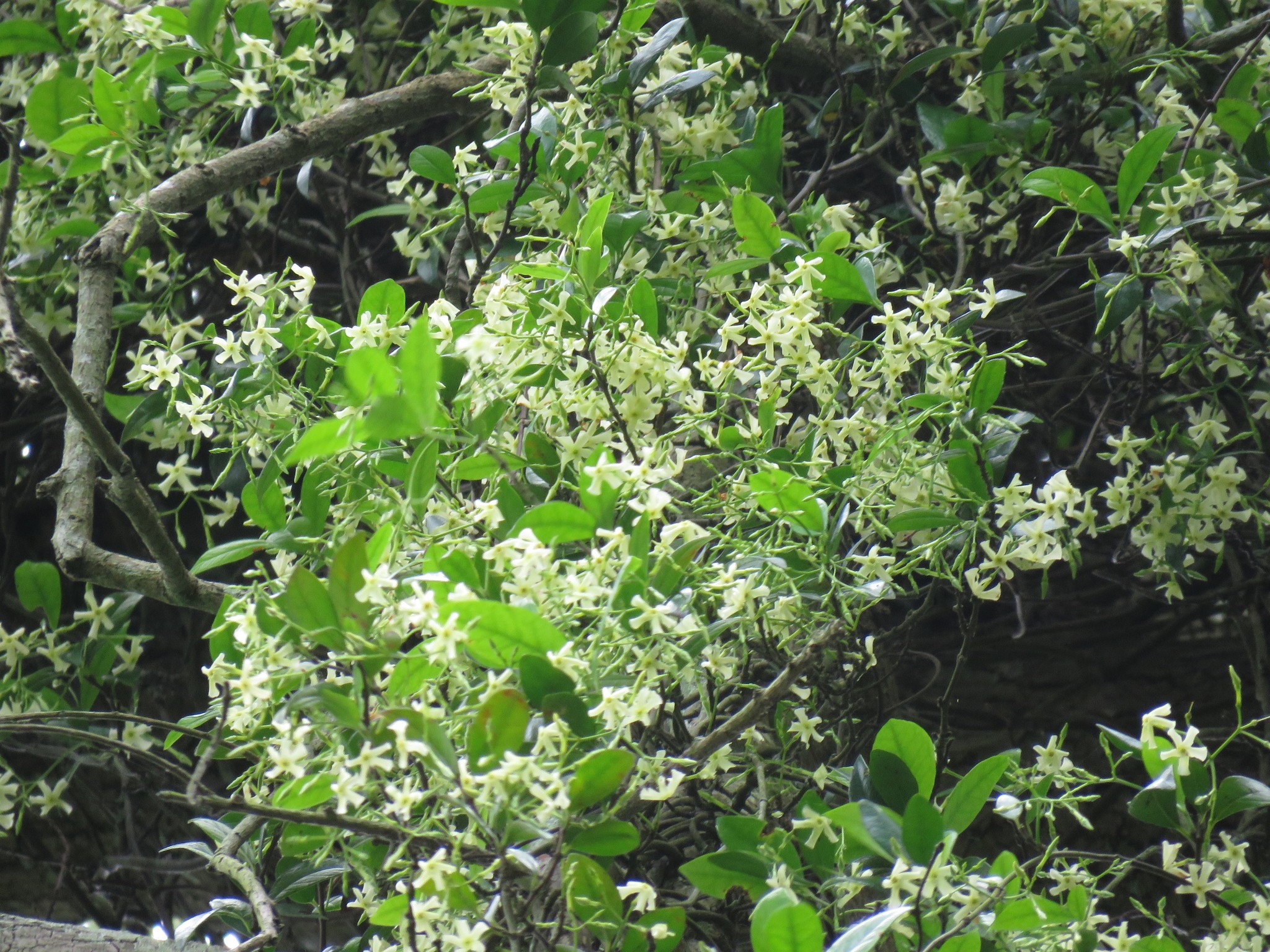 Jasmine, Confederate, Star — whole plant