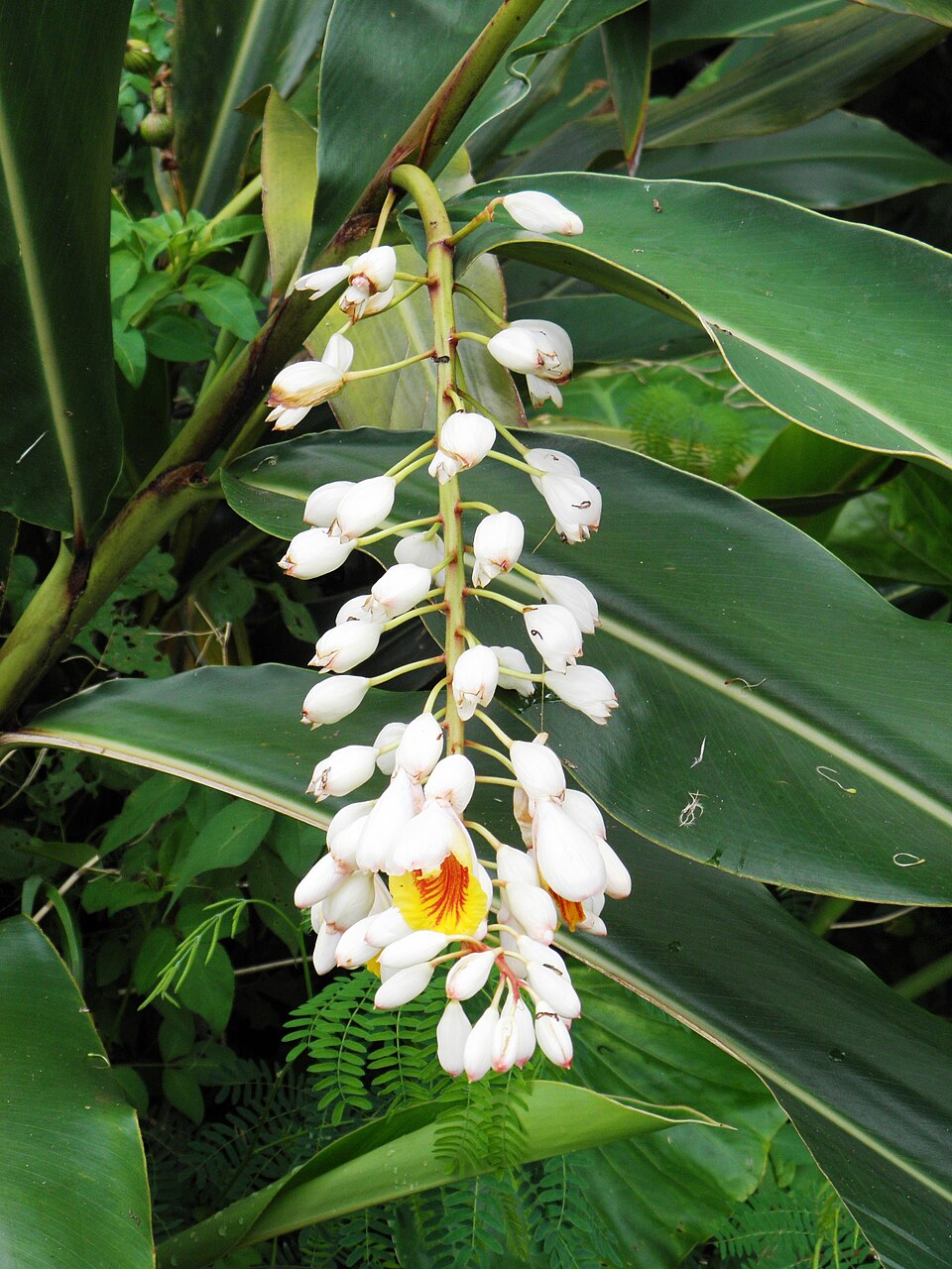 Ginger, Variegated — flowers or notable detail