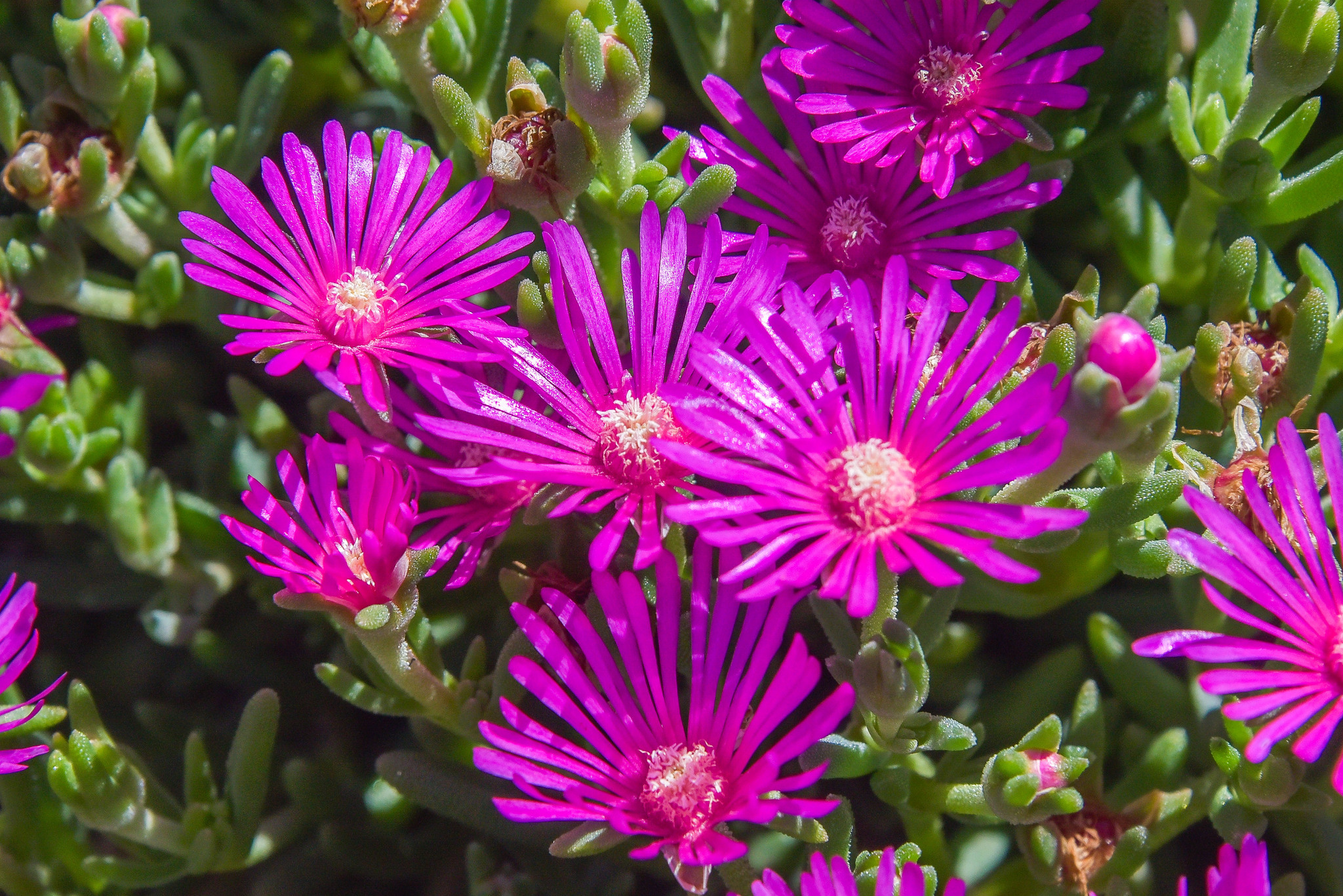 Ice Plant, Red — flowers or notable detail